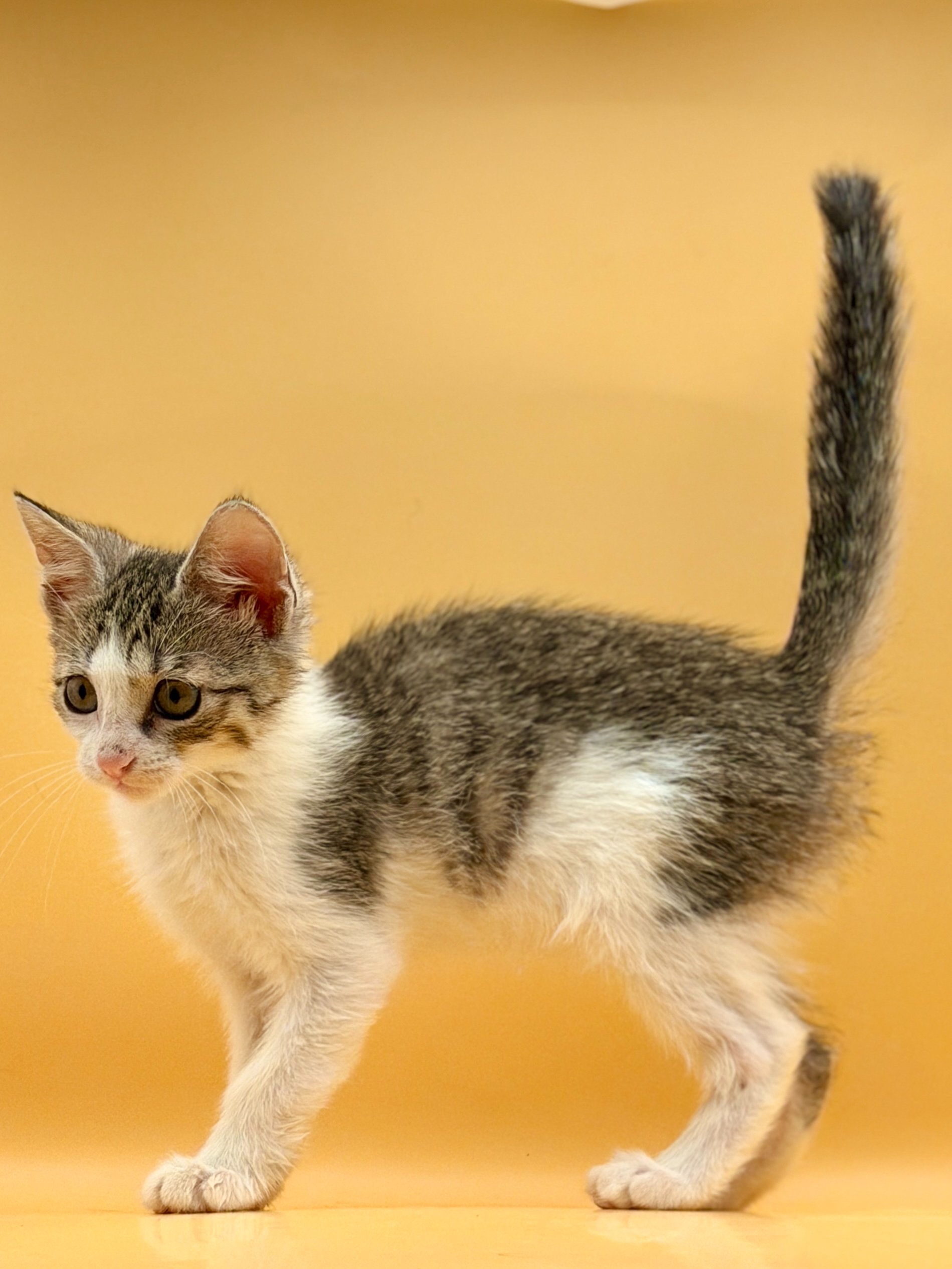 Help Pearl Start Her Next Chapter campaign photo, 2 of 7