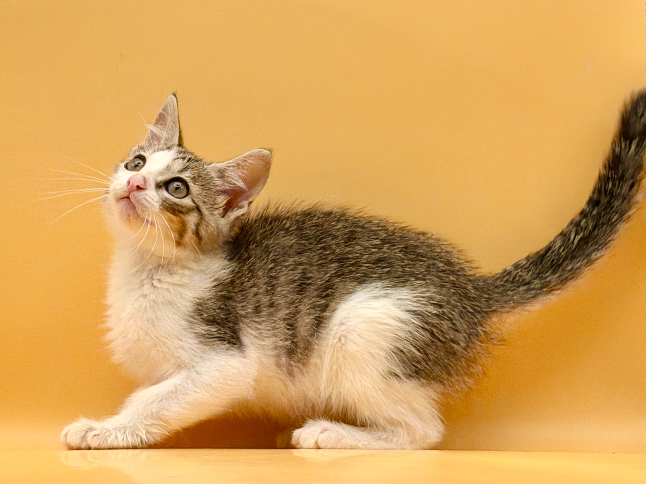 Help Pearl Start Her Next Chapter campaign photo, 5 of 7