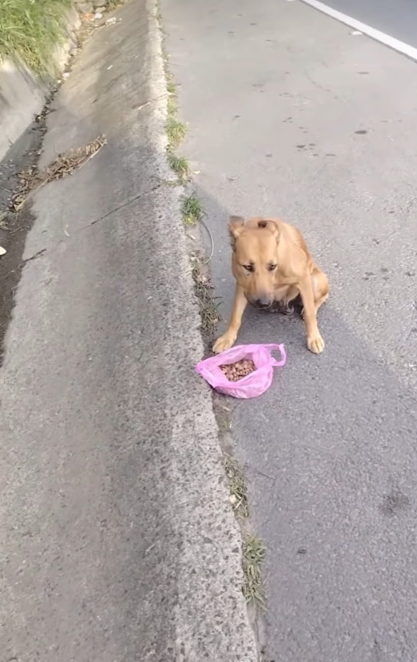 Foto della campagna Aiuto per cani e gatti in difficoltà a El Salvador, 7 di 8