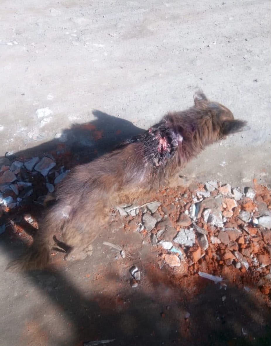 Foto della campagna Aiuto per cani e gatti in difficoltà a El Salvador, 2 di 8