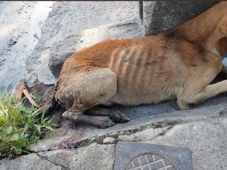 Foto della campagna Aiuto per cani e gatti in difficoltà a El Salvador, 4 di 8