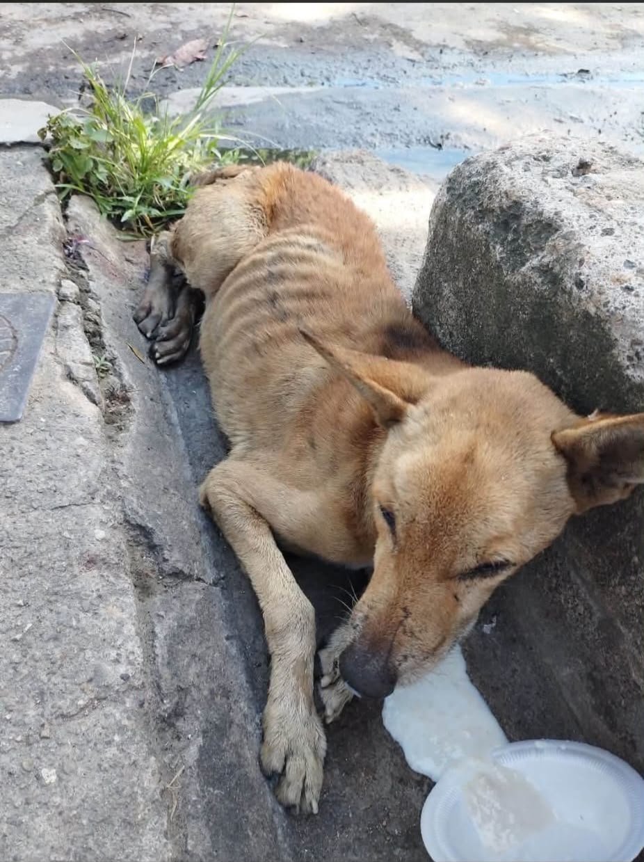Foto della campagna Aiuto per cani e gatti in difficoltà a El Salvador, 5 di 8