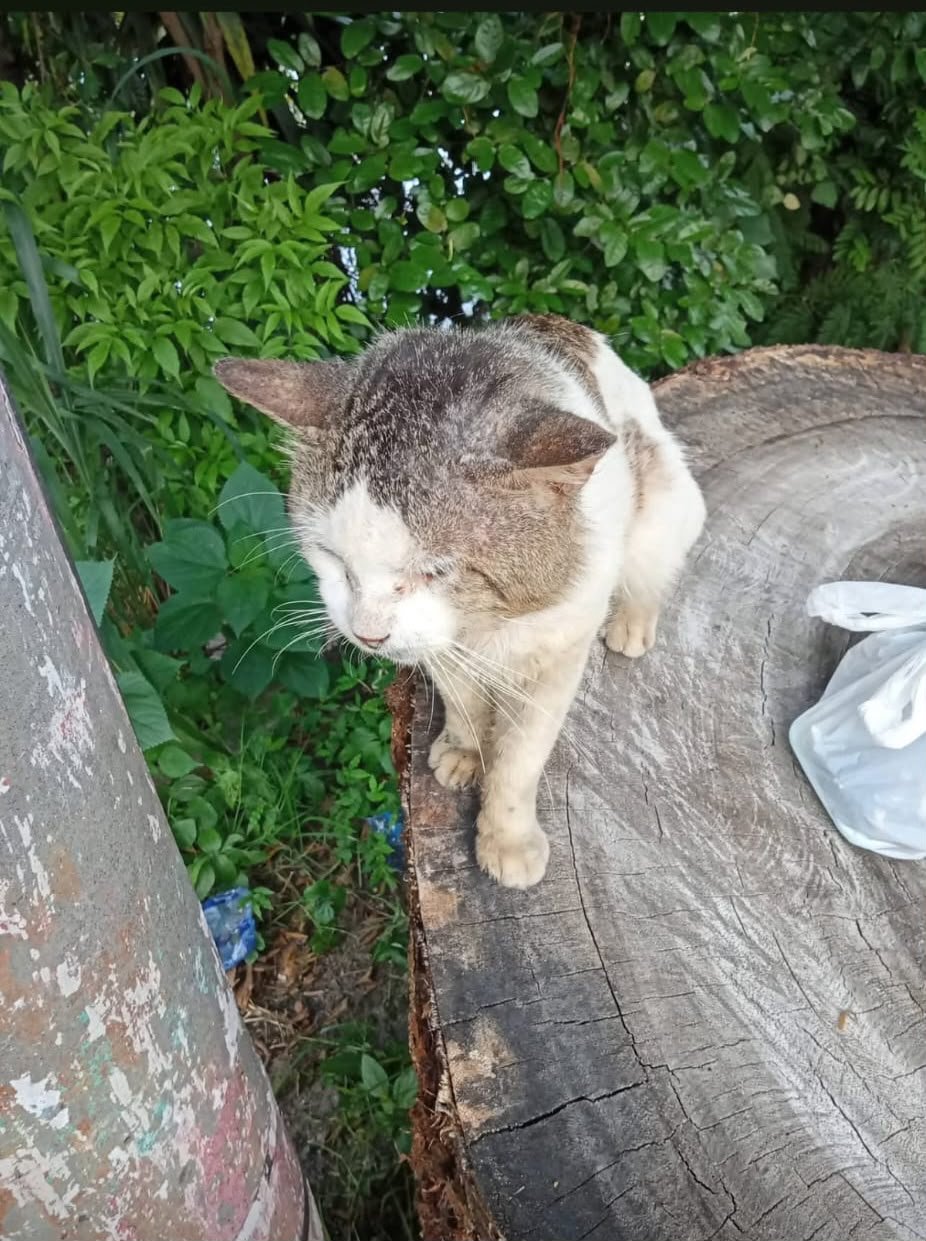 Foto della campagna Aiuto per cani e gatti in difficoltà a El Salvador, 6 di 8