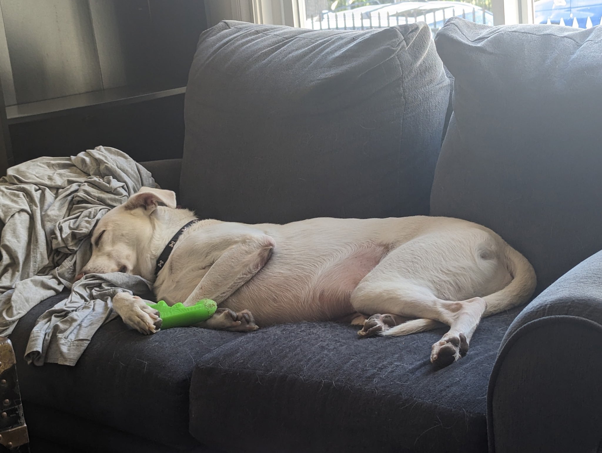 Help Bea Keep Her First Safe Home campaign photo, 6 of 7