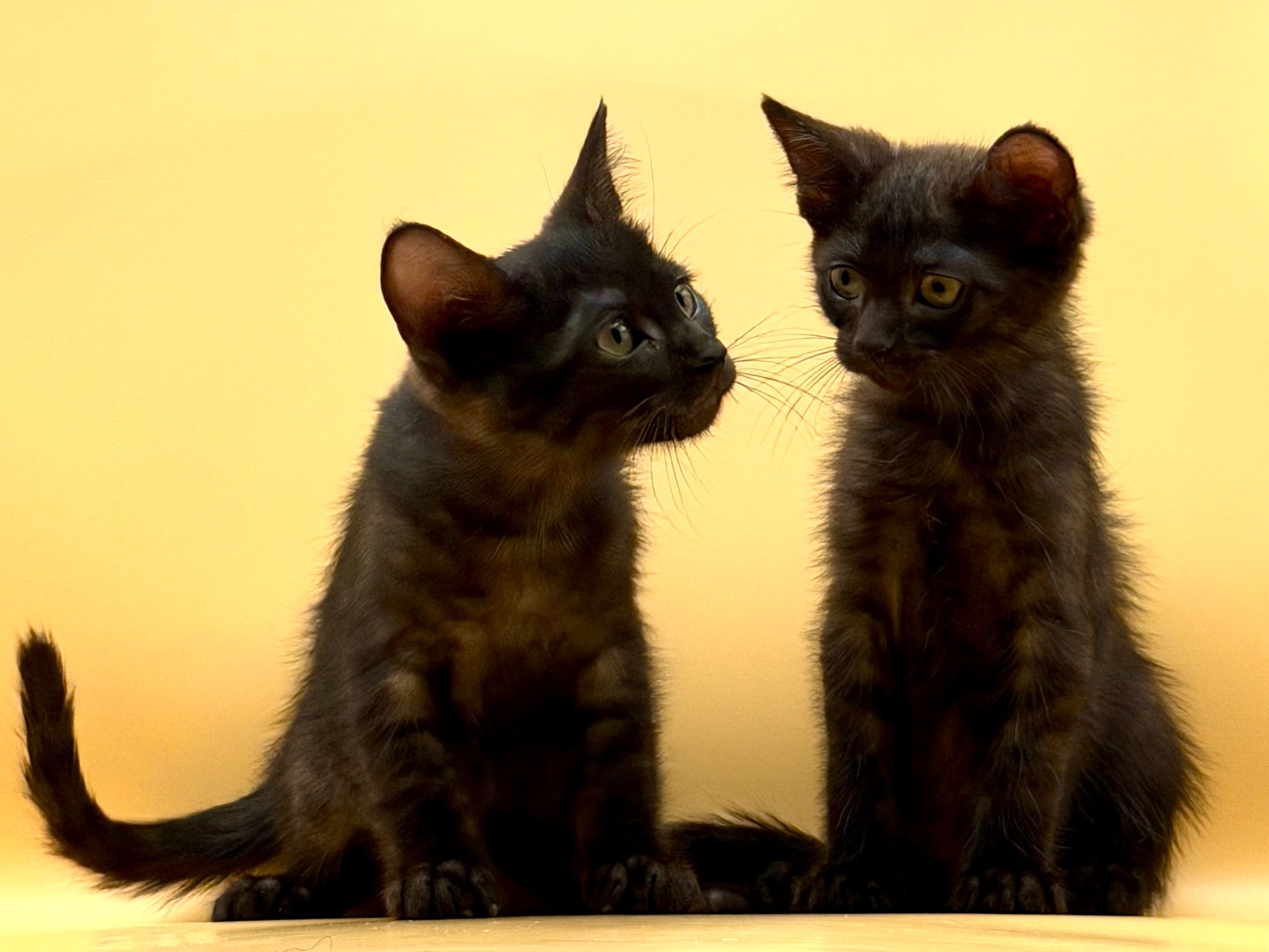 Help Hades & Erebus Start Their Next Chapter campaign photo, 6 of 7