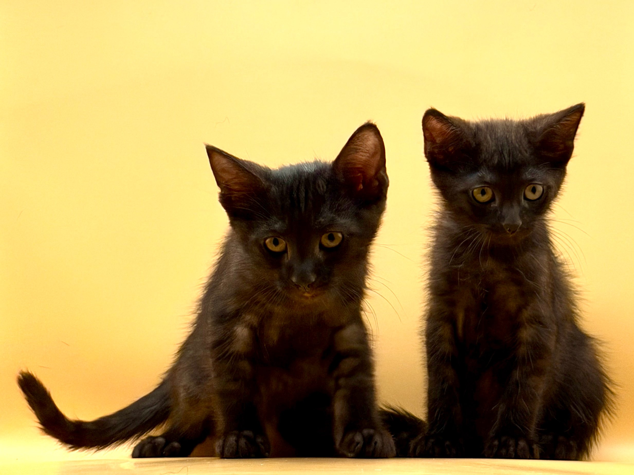 Help Hades & Erebus Start Their Next Chapter campaign photo, 2 of 7