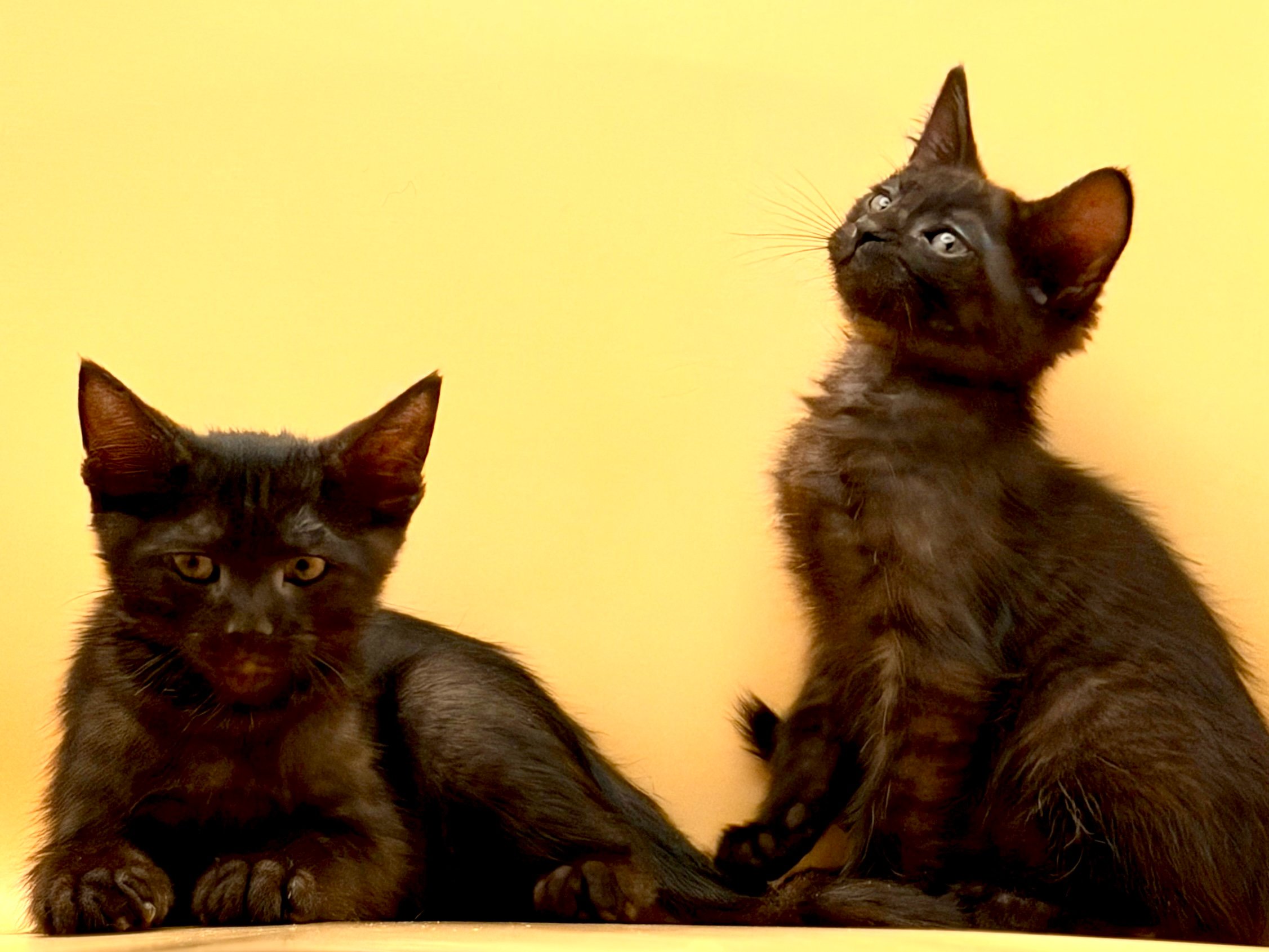 Help Hades & Erebus Start Their Next Chapter campaign photo, 4 of 7