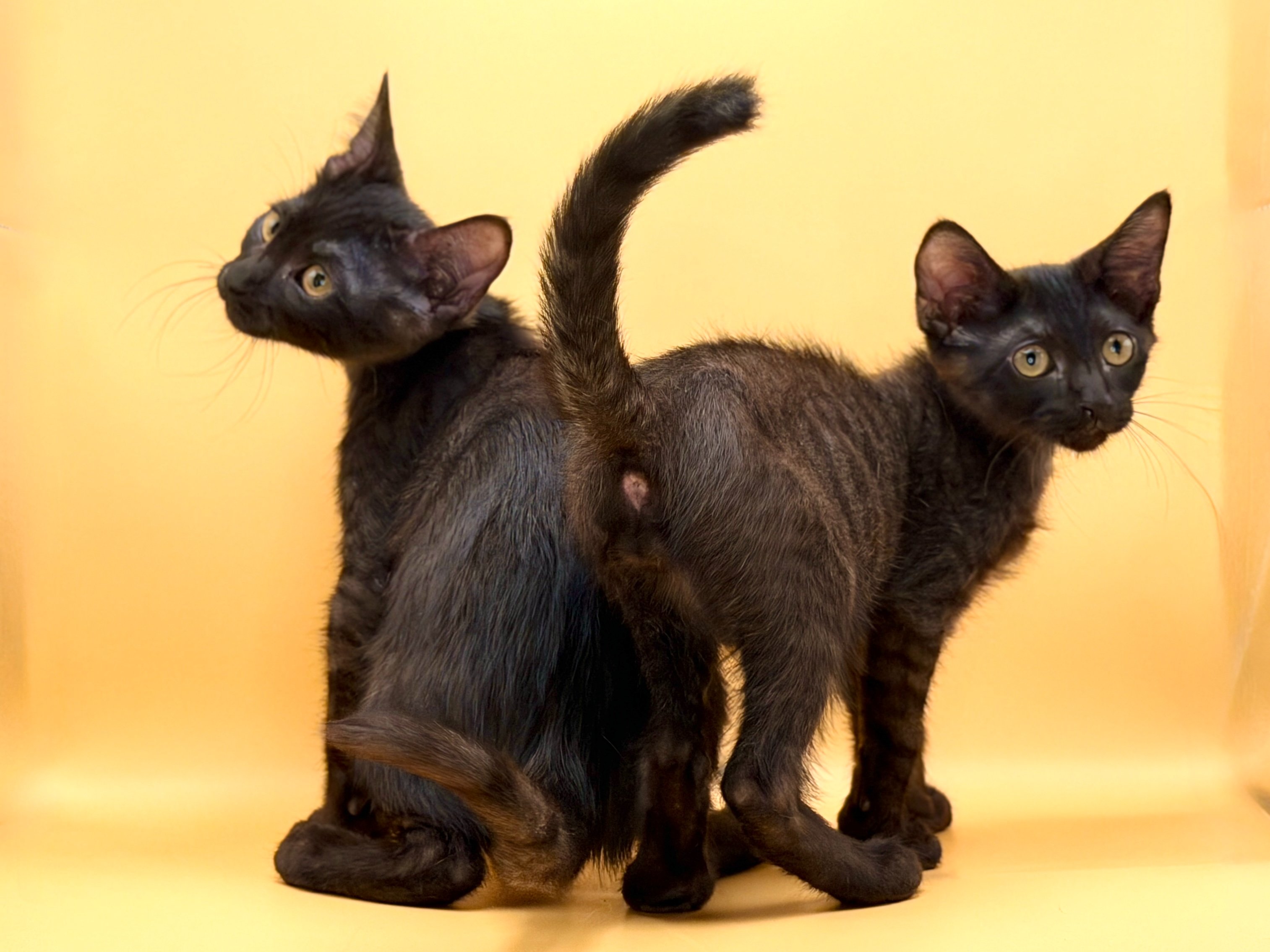Help Hades & Erebus Start Their Next Chapter campaign photo, 5 of 7