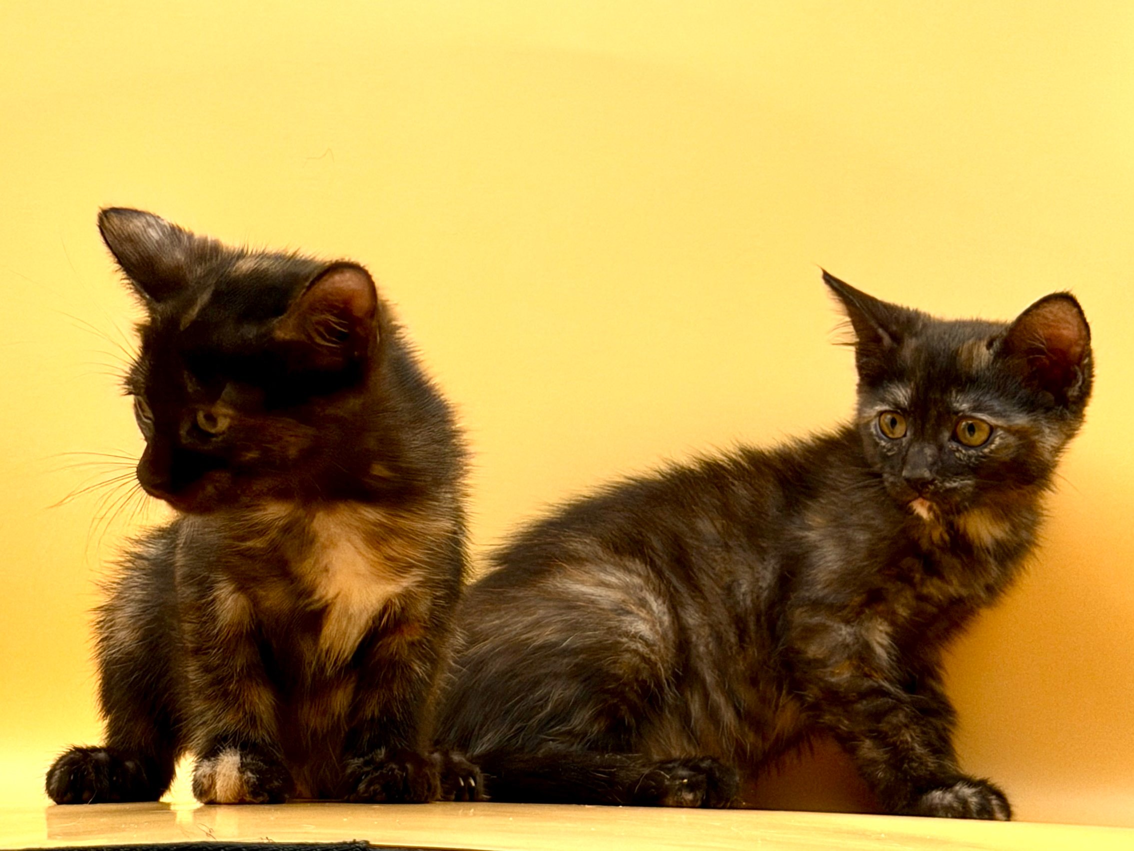 Help Hecate & Nyx Start Their Next Chapter campaign photo, 2 of 7