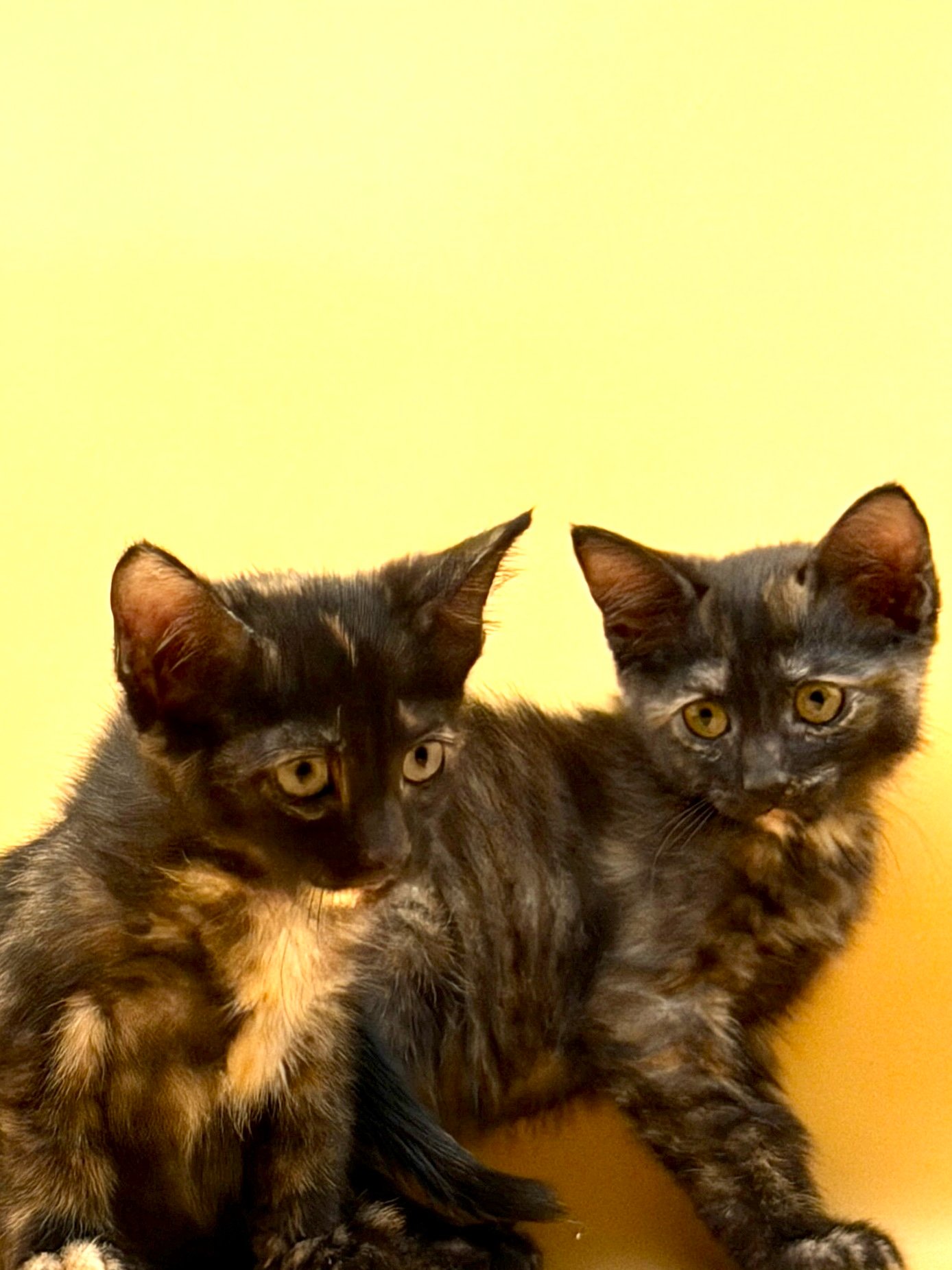 Help Hecate & Nyx Start Their Next Chapter campaign photo, 6 of 7