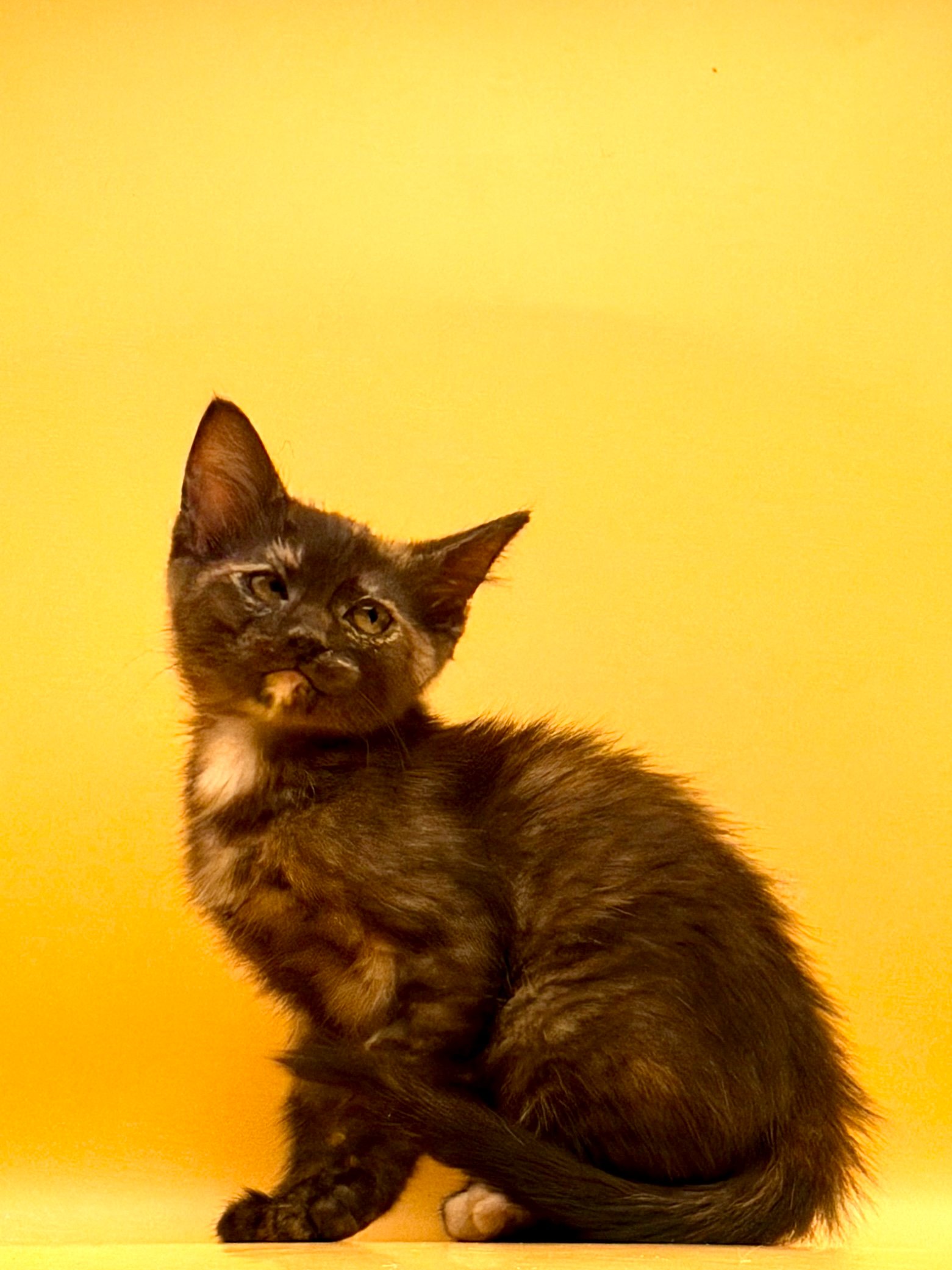 Help Hecate & Nyx Start Their Next Chapter campaign photo, 4 of 7