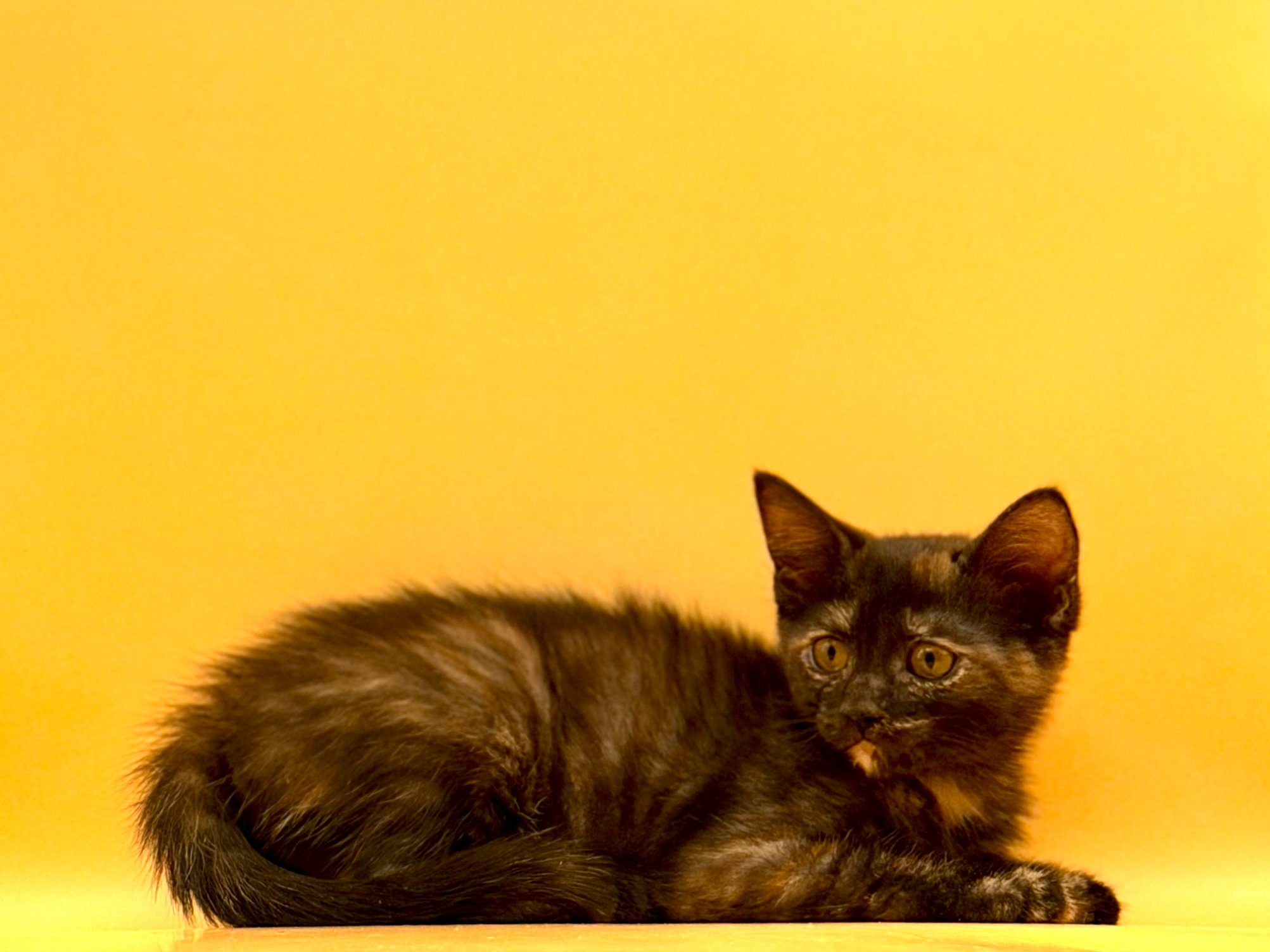 Help Hecate & Nyx Start Their Next Chapter campaign photo, 5 of 7