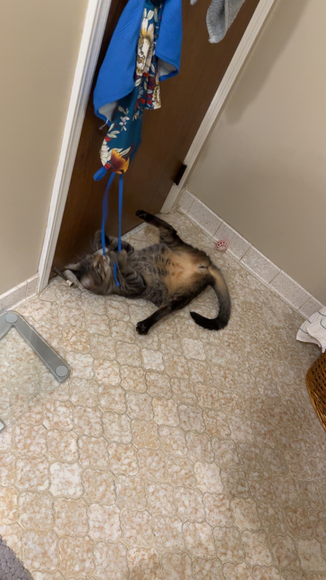 Support Cricket’s Emergency Vet Care campaign photo, 2 of 7