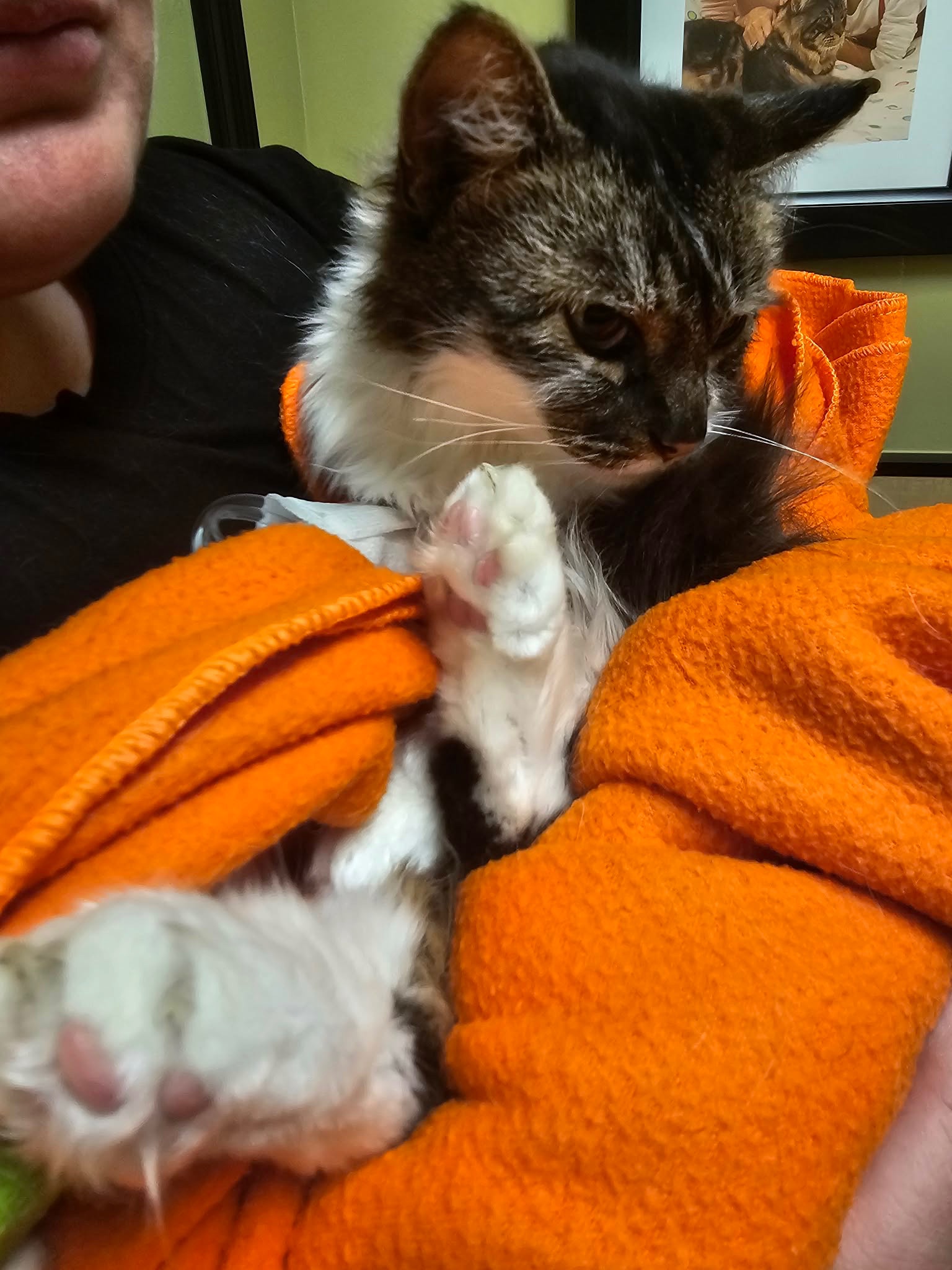 Help Us Honor Rosie and Cover Memorial Expenses campaign photo, 7 of 8