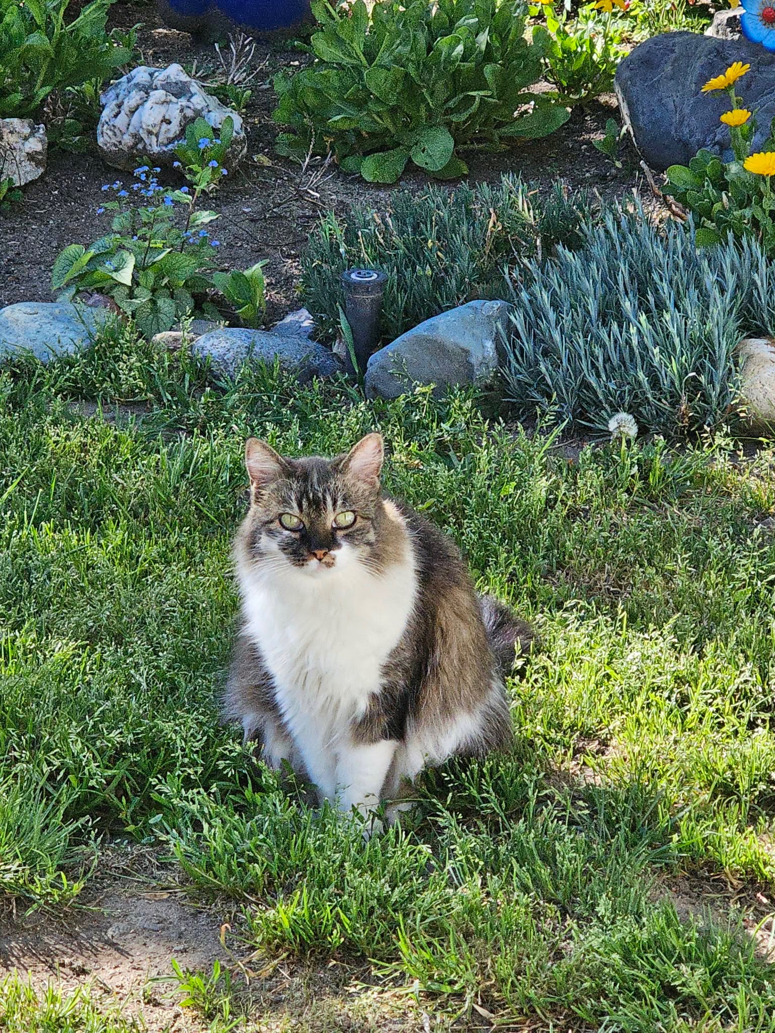 Help Us Honor Rosie and Cover Memorial Expenses campaign photo, 5 of 8