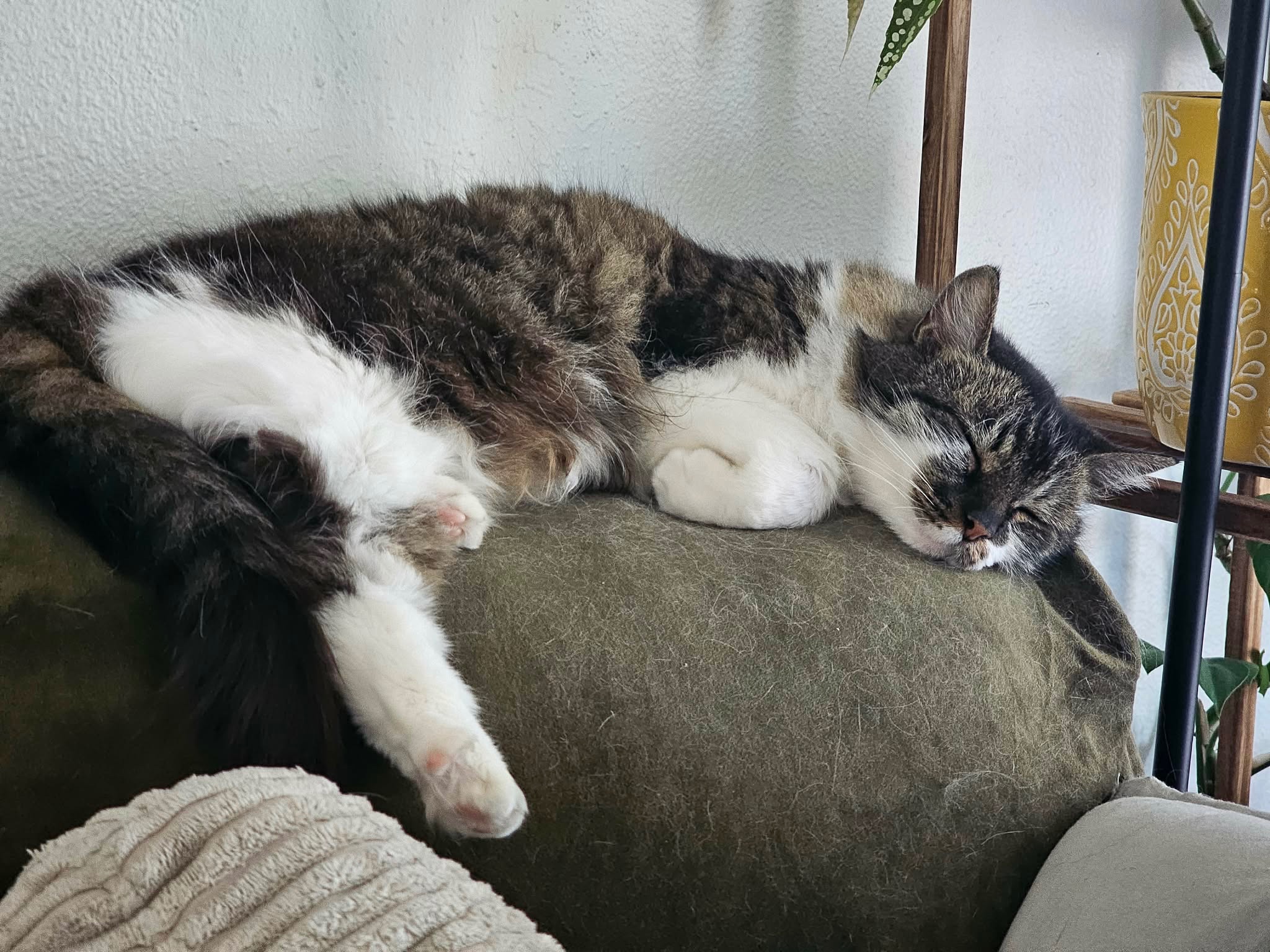 Help Us Honor Rosie and Cover Memorial Expenses campaign photo, 4 of 8