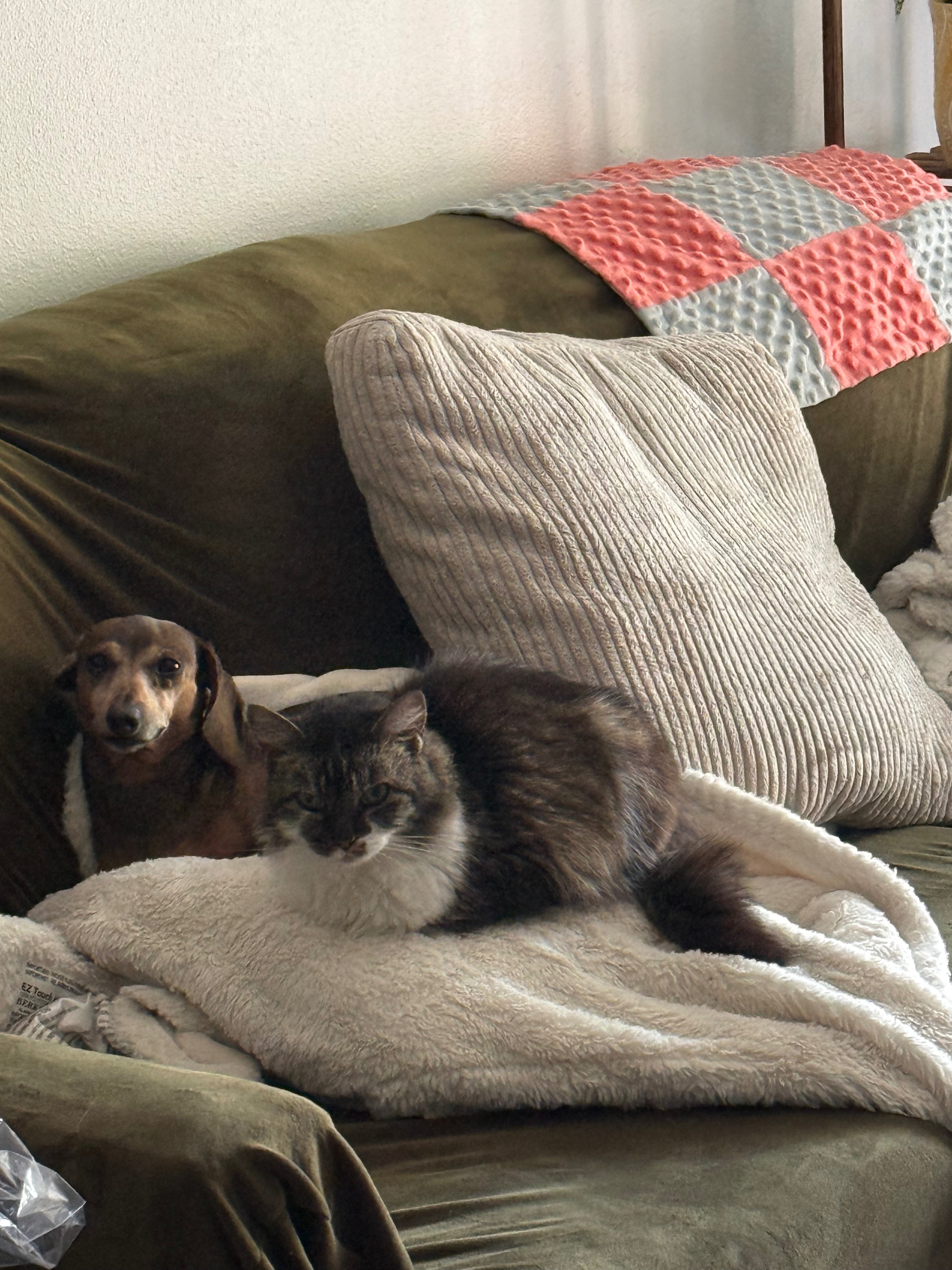 Help Us Honor Rosie and Cover Memorial Expenses campaign photo, 6 of 8
