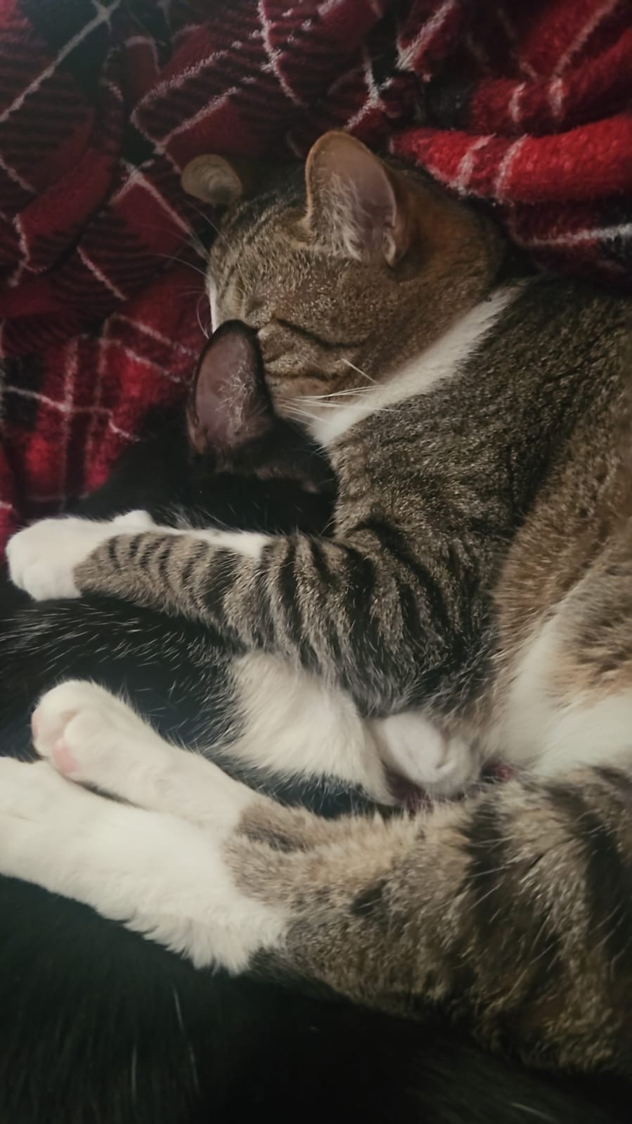 Foto de la recaudación de fondos Mi gatito y yo contra la enfermedad: Ayúdanos a sanar, 6 de 7
