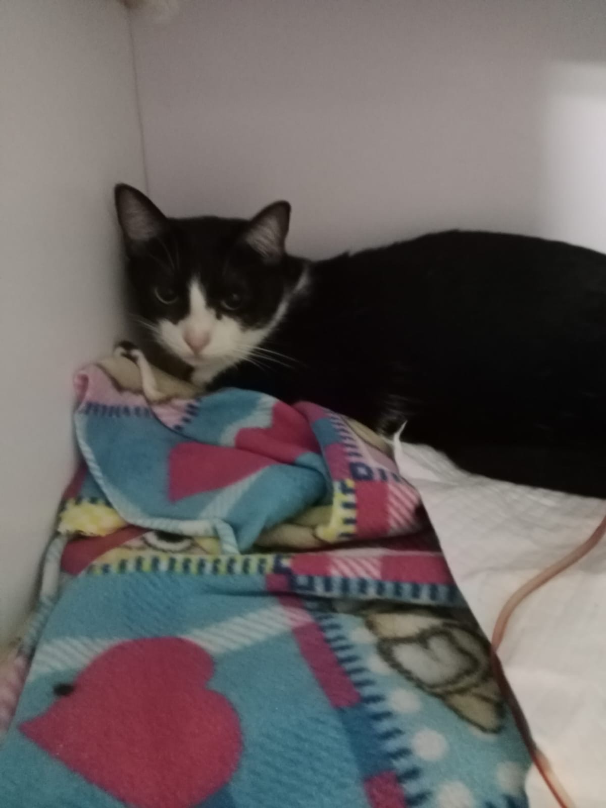 Foto de la recaudación de fondos Mi gatito y yo contra la enfermedad: Ayúdanos a sanar, 2 de 7