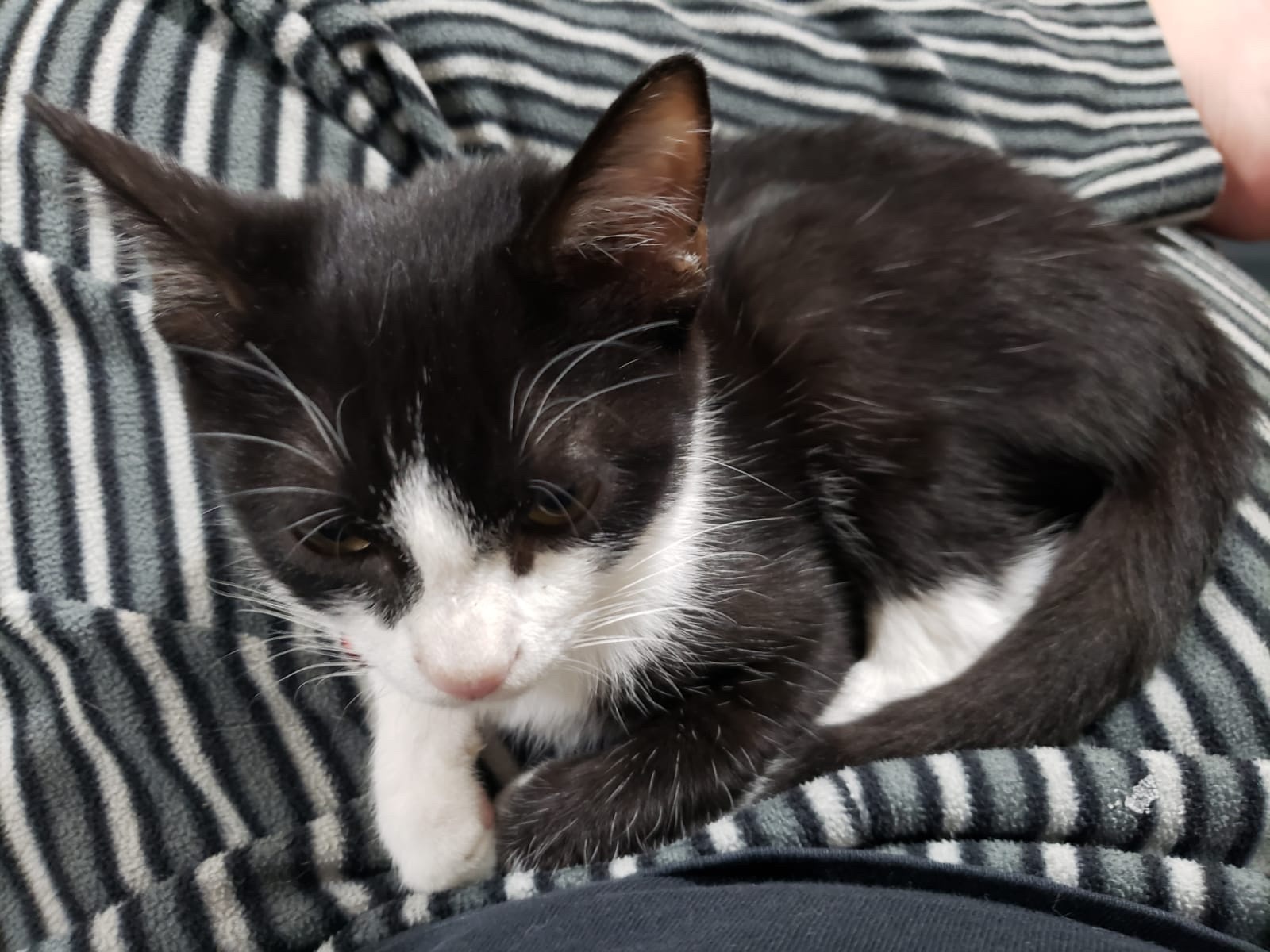 Foto de la recaudación de fondos Mi gatito y yo contra la enfermedad: Ayúdanos a sanar, 5 de 7