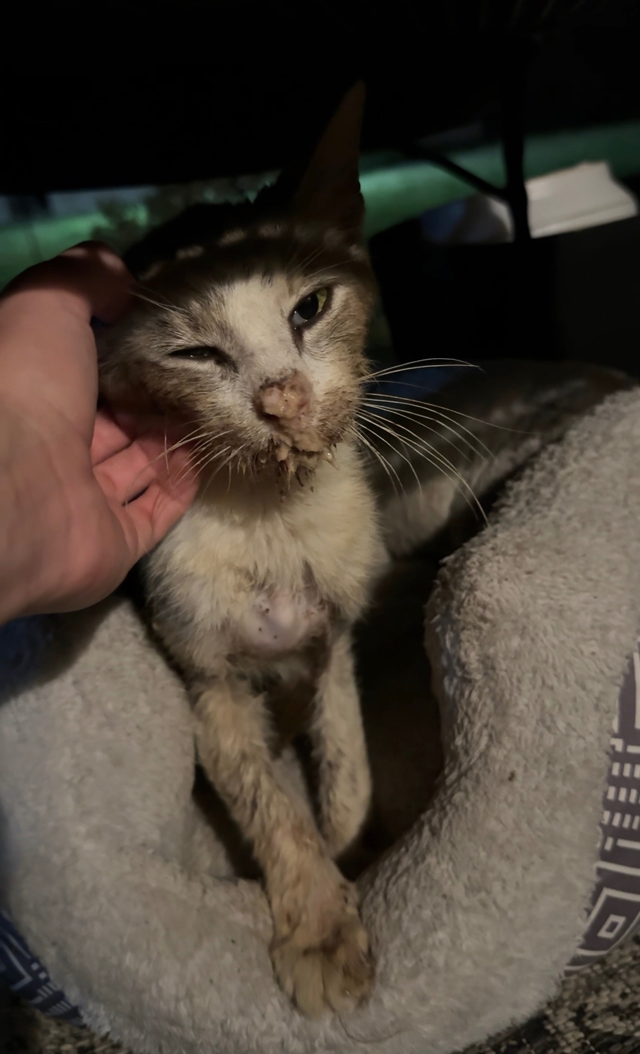 Help Lovey Dovey Survive Feline Leukemia campaign photo, 7 of 8