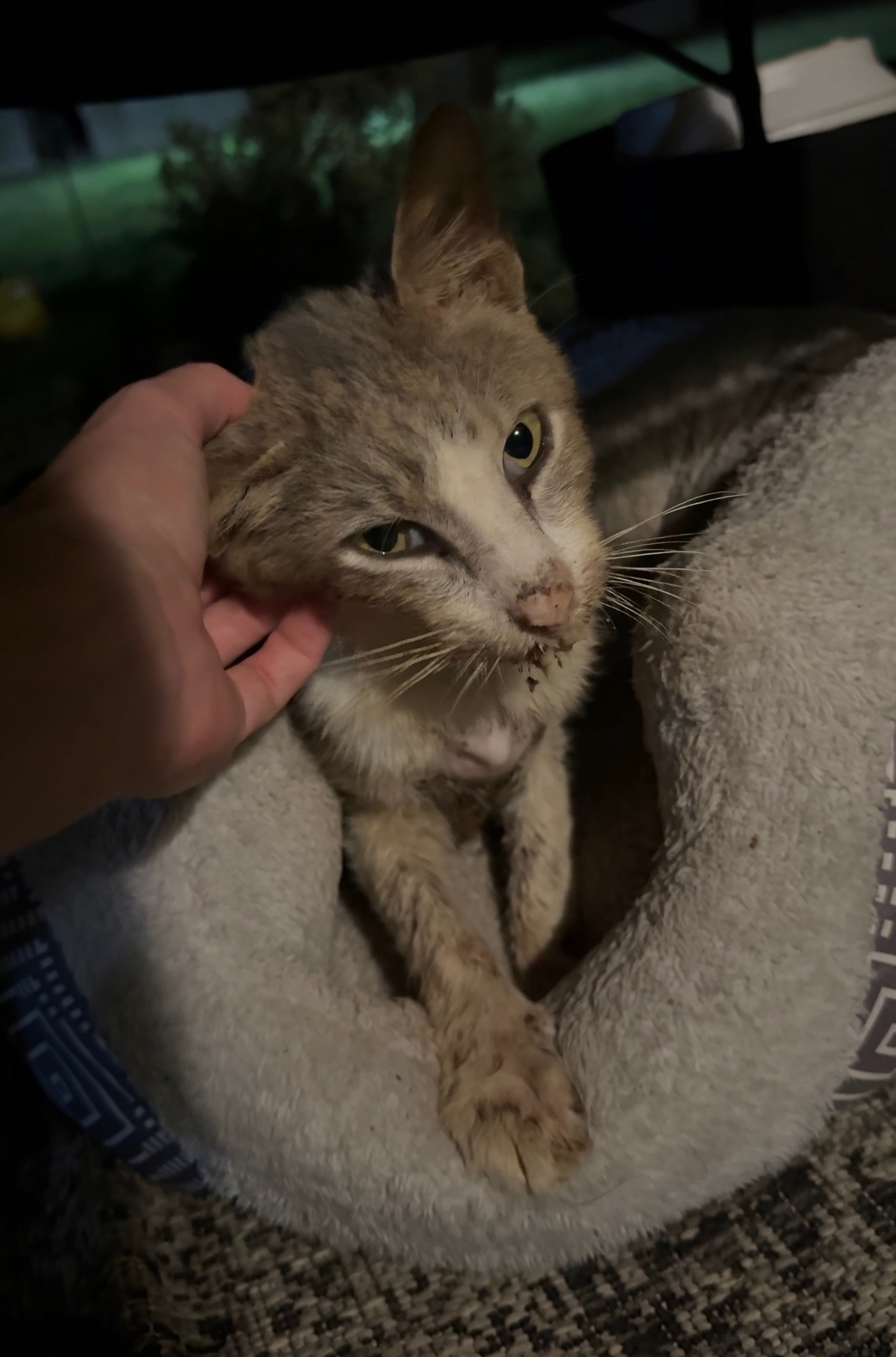 Help Lovey Dovey Survive Feline Leukemia campaign photo, 2 of 8