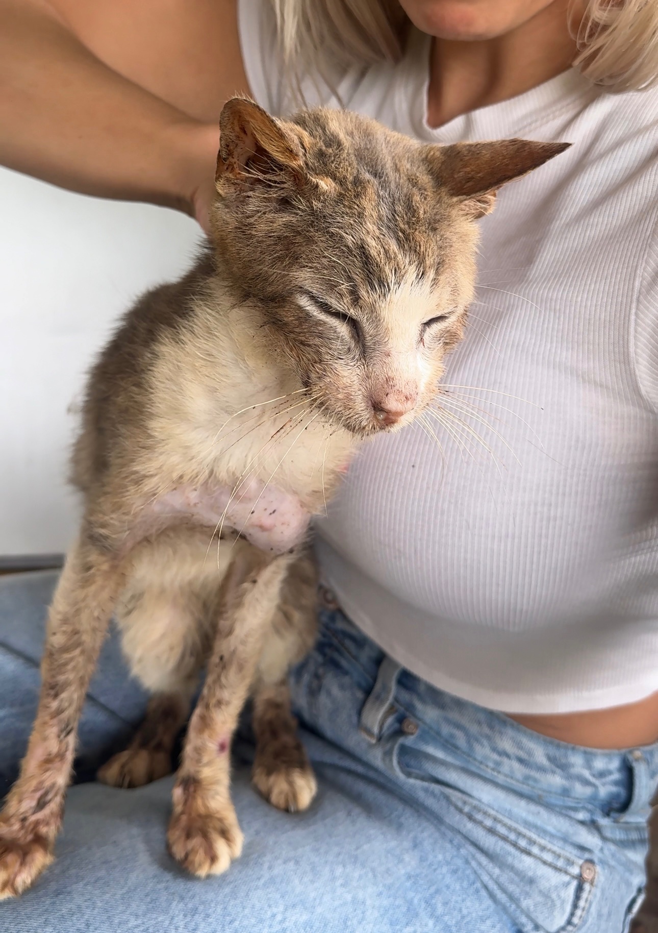 Help Lovey Dovey Survive Feline Leukemia campaign photo, 4 of 8