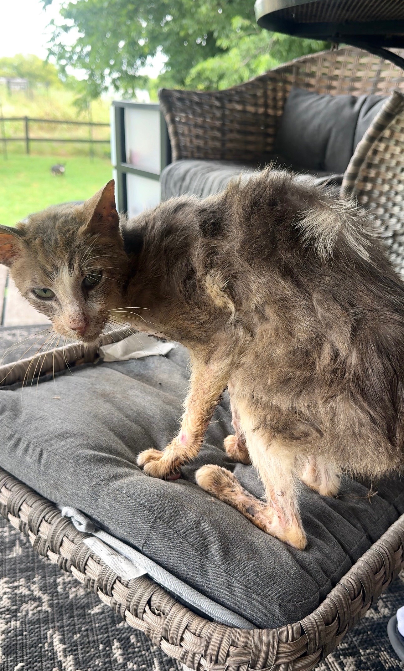 Help Lovey Dovey Survive Feline Leukemia campaign photo, 6 of 8