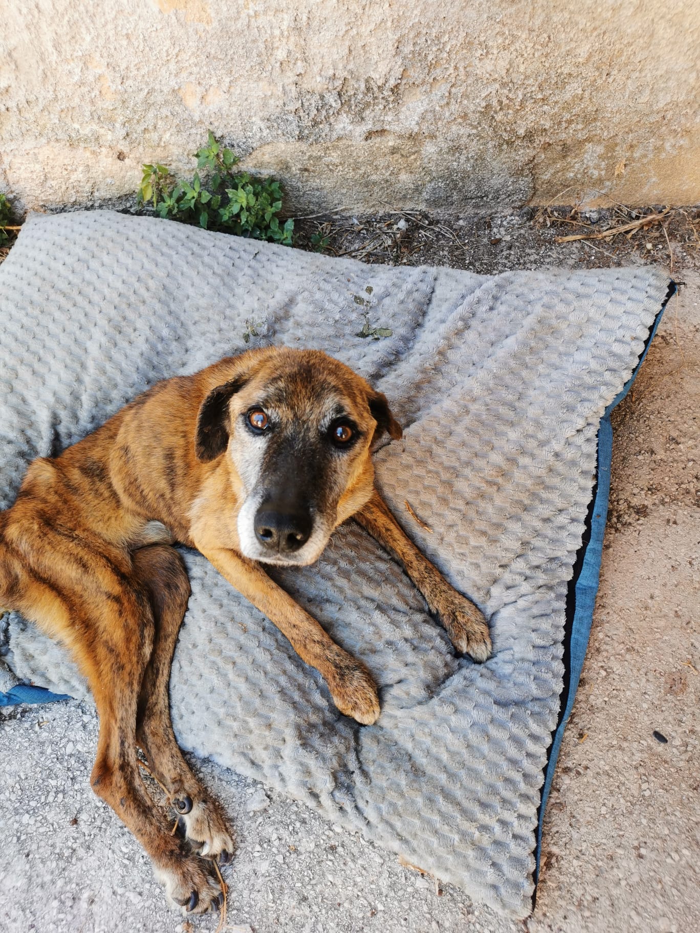 Foto della campagna NON POSSIAMO SALVARLI SENZA IL TUO AIUTO, 7 di 12