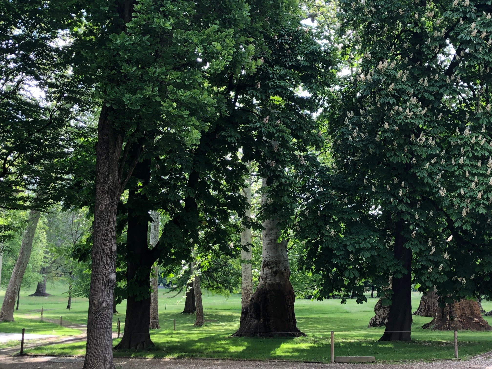 Foto della campagna Il Parco Cavour di Santena ha bisogno di Noi!, 2 di 7