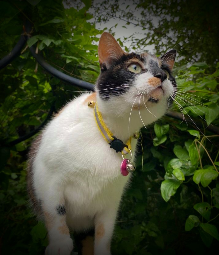 John Doig's
MEOW-ZART MARCH campaign photo, 5 of 6