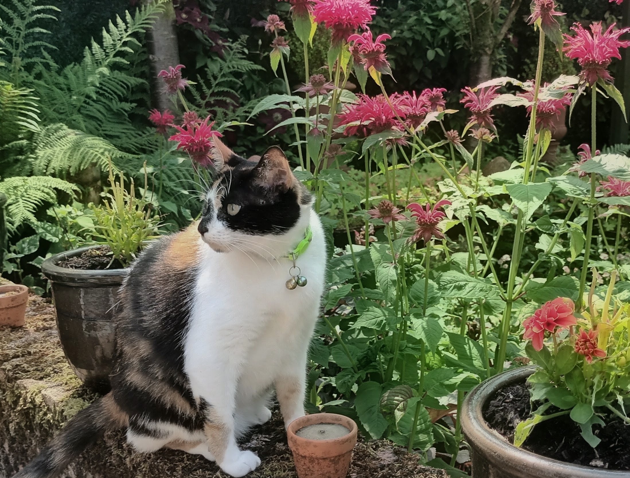 John Doig's
MEOW-ZART MARCH campaign photo, 2 of 6
