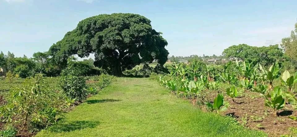 Photo de la campagne Help Save Tree of Life Eco-Farm & Camp, 2 sur 11