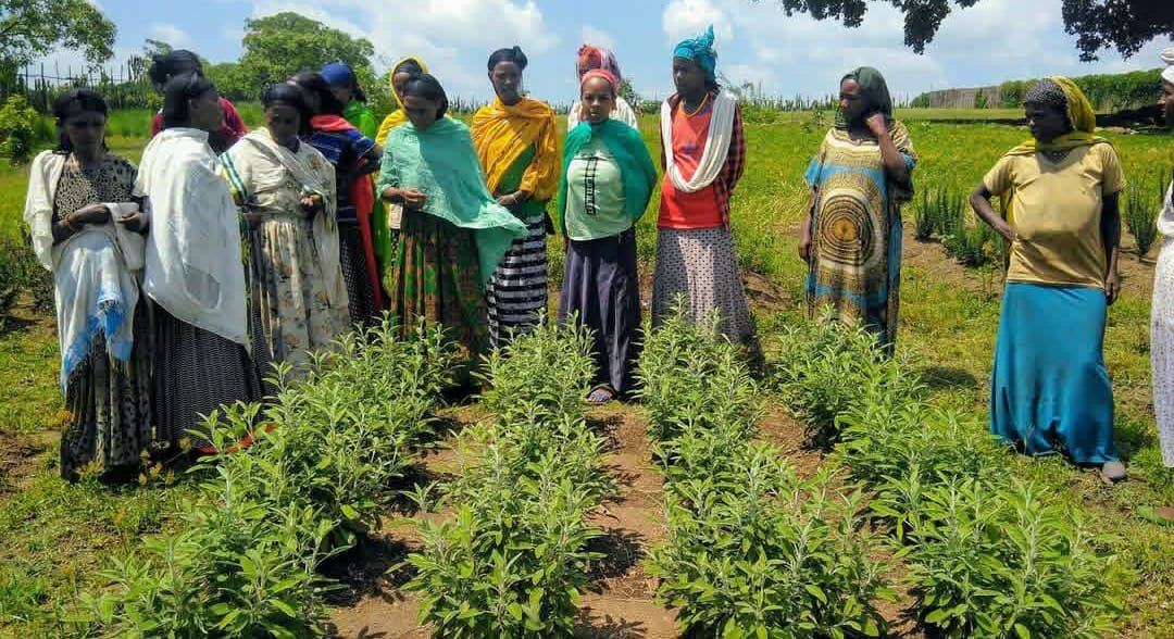 Photo de la campagne Help Save Tree of Life Eco-Farm & Camp, 4 sur 11