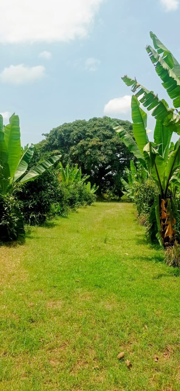 Photo de la campagne Help Save Tree of Life Eco-Farm & Camp, 6 sur 11