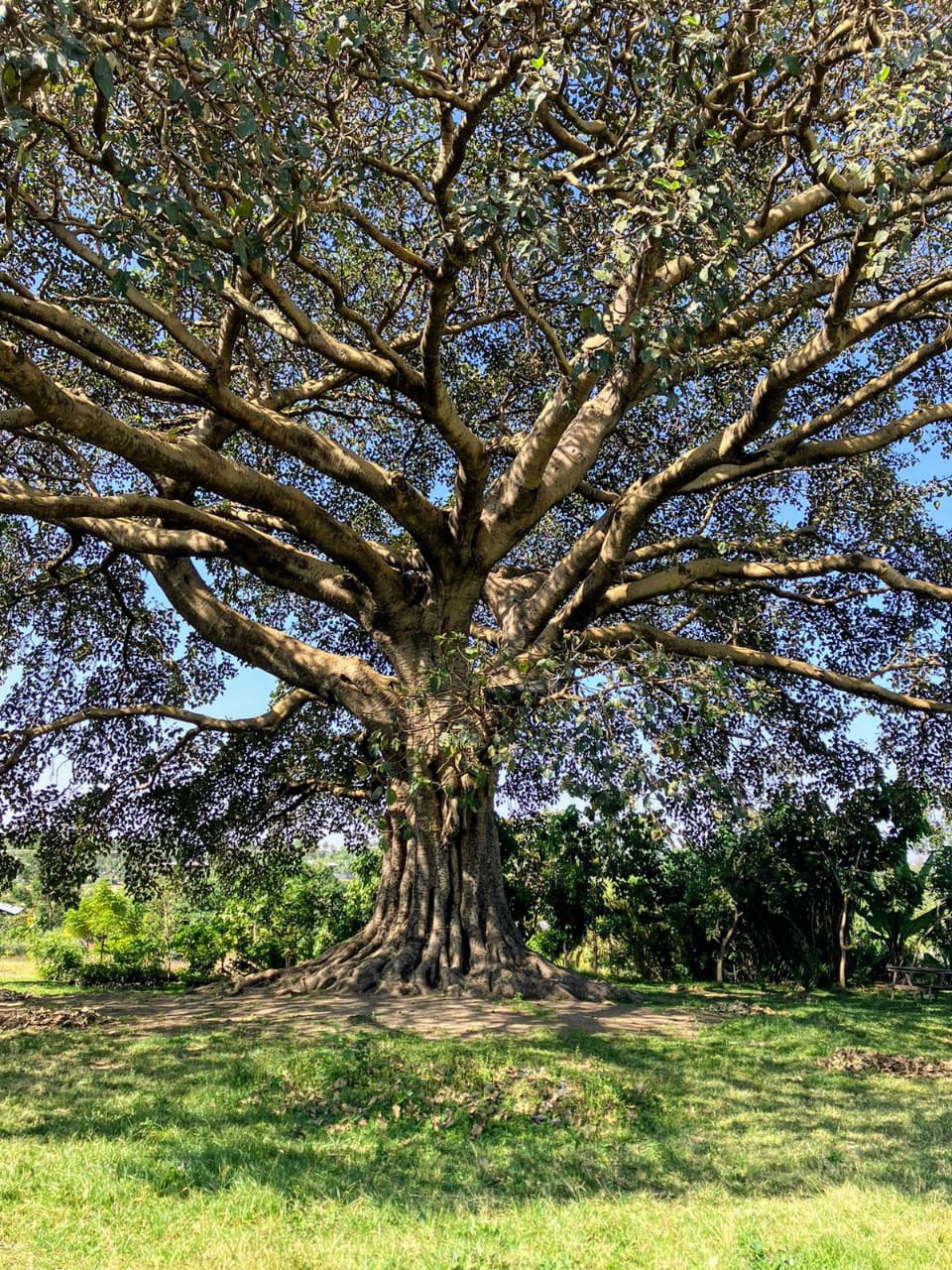 Photo de la campagne Help Save Tree of Life Eco-Farm & Camp, 9 sur 11