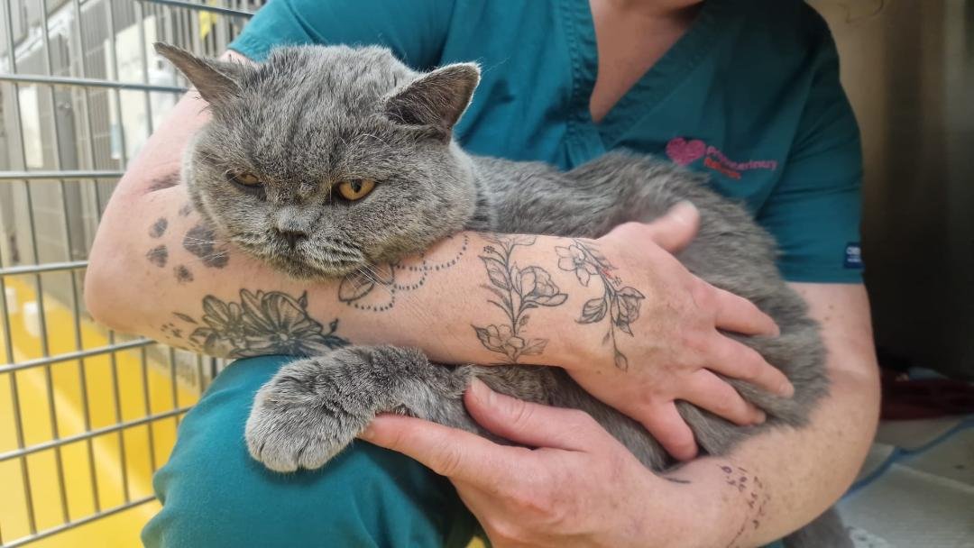 Emergency appeal: Mango & 5 wonky kittens need help campaign photo, 7 of 8