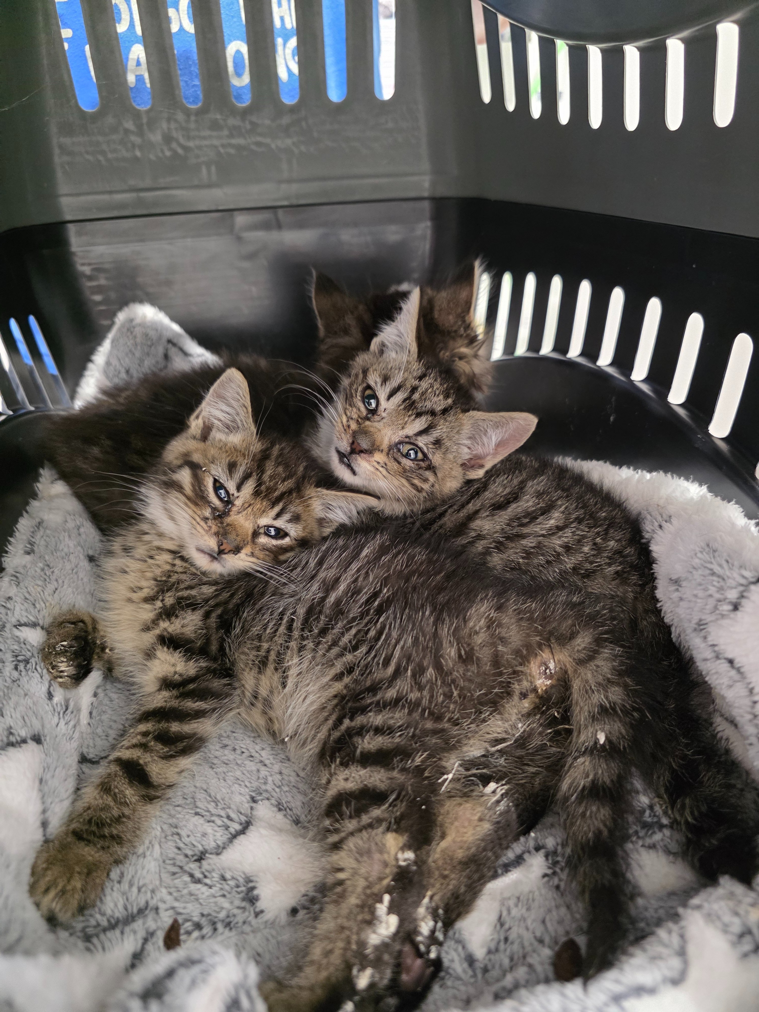 Emergency appeal: Mango & 5 wonky kittens need help campaign photo, 2 of 8