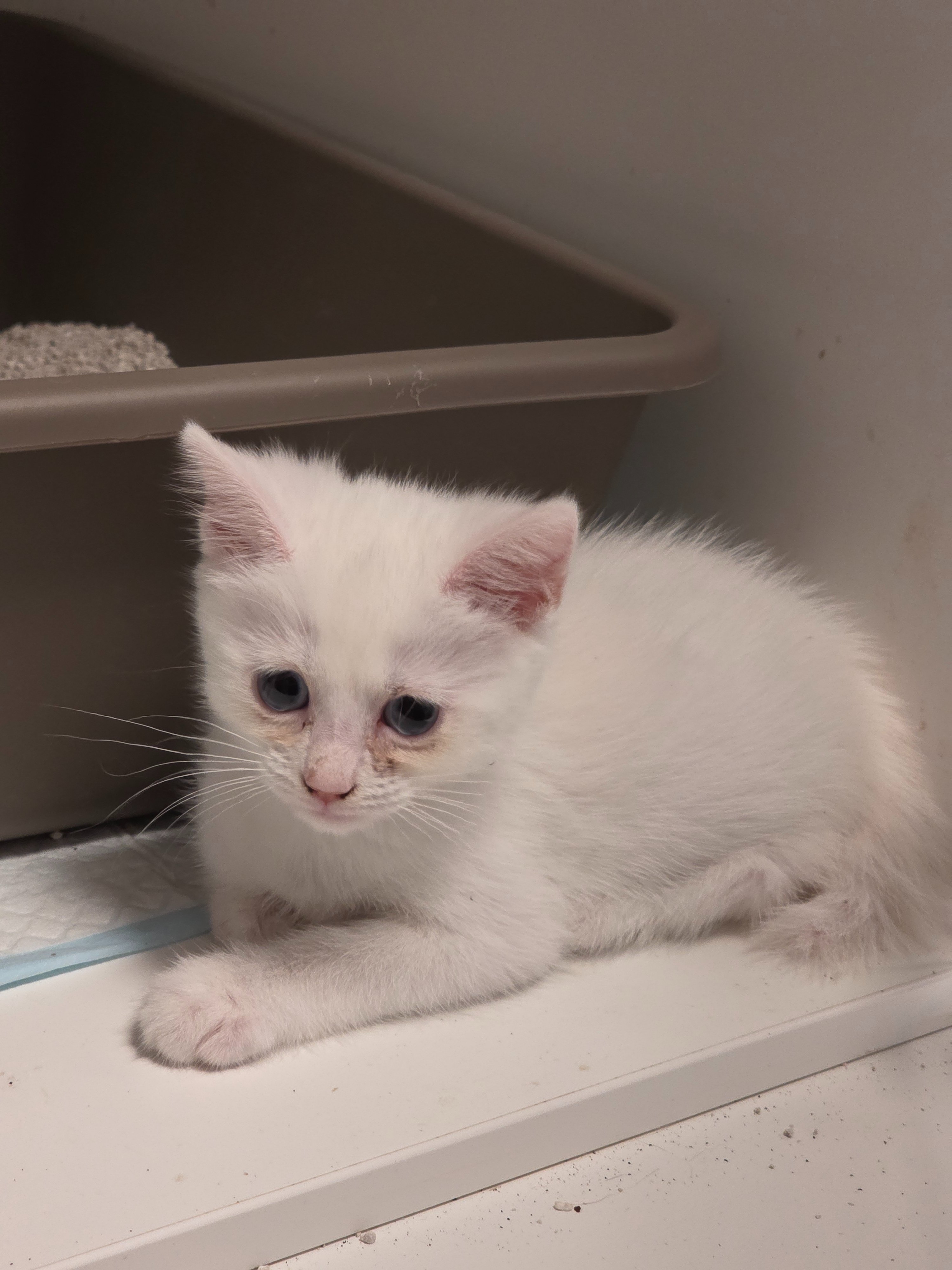 Emergency appeal: Mango & 5 wonky kittens need help campaign photo, 4 of 8