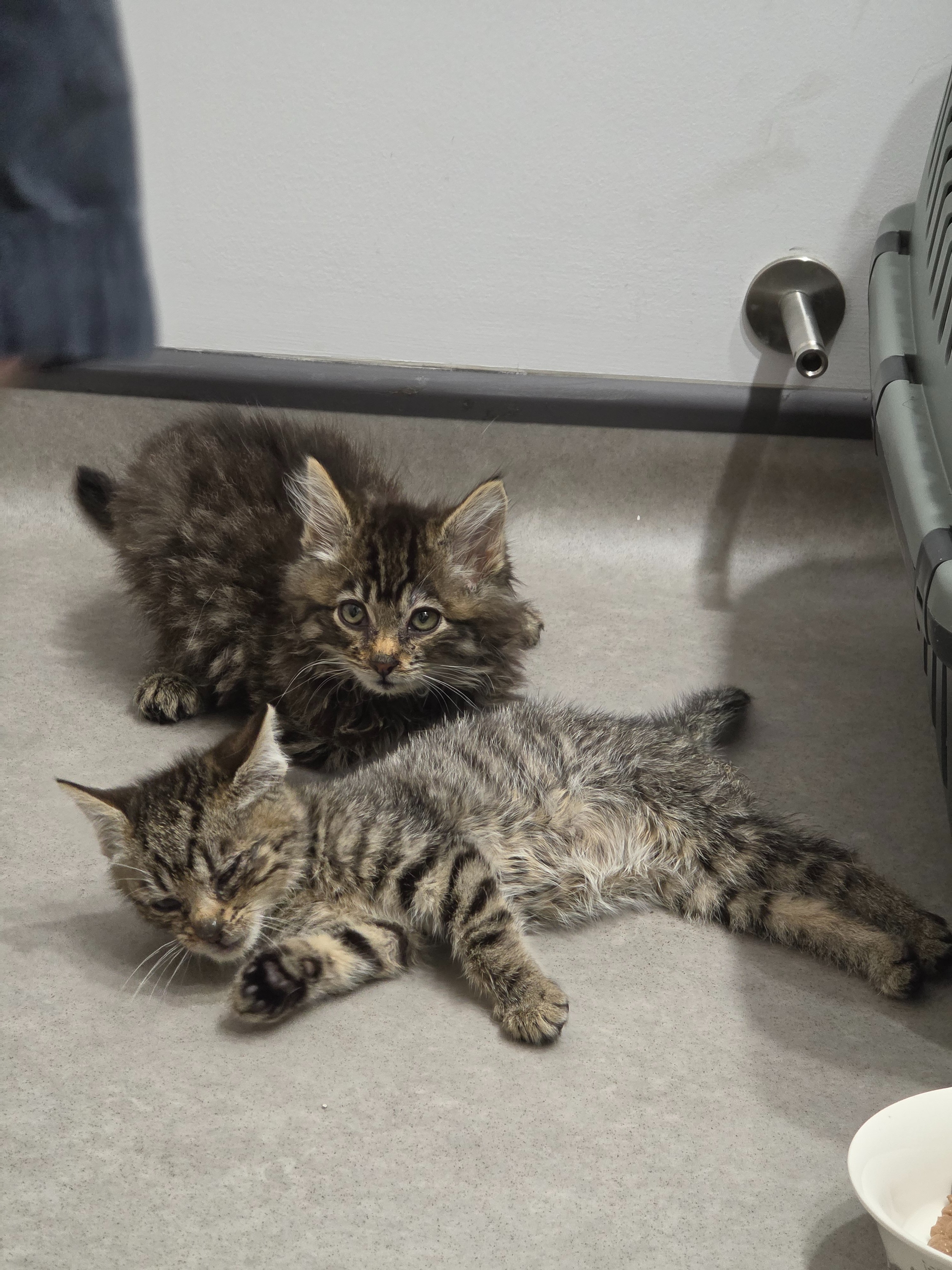 Emergency appeal: Mango & 5 wonky kittens need help campaign photo, 5 of 8