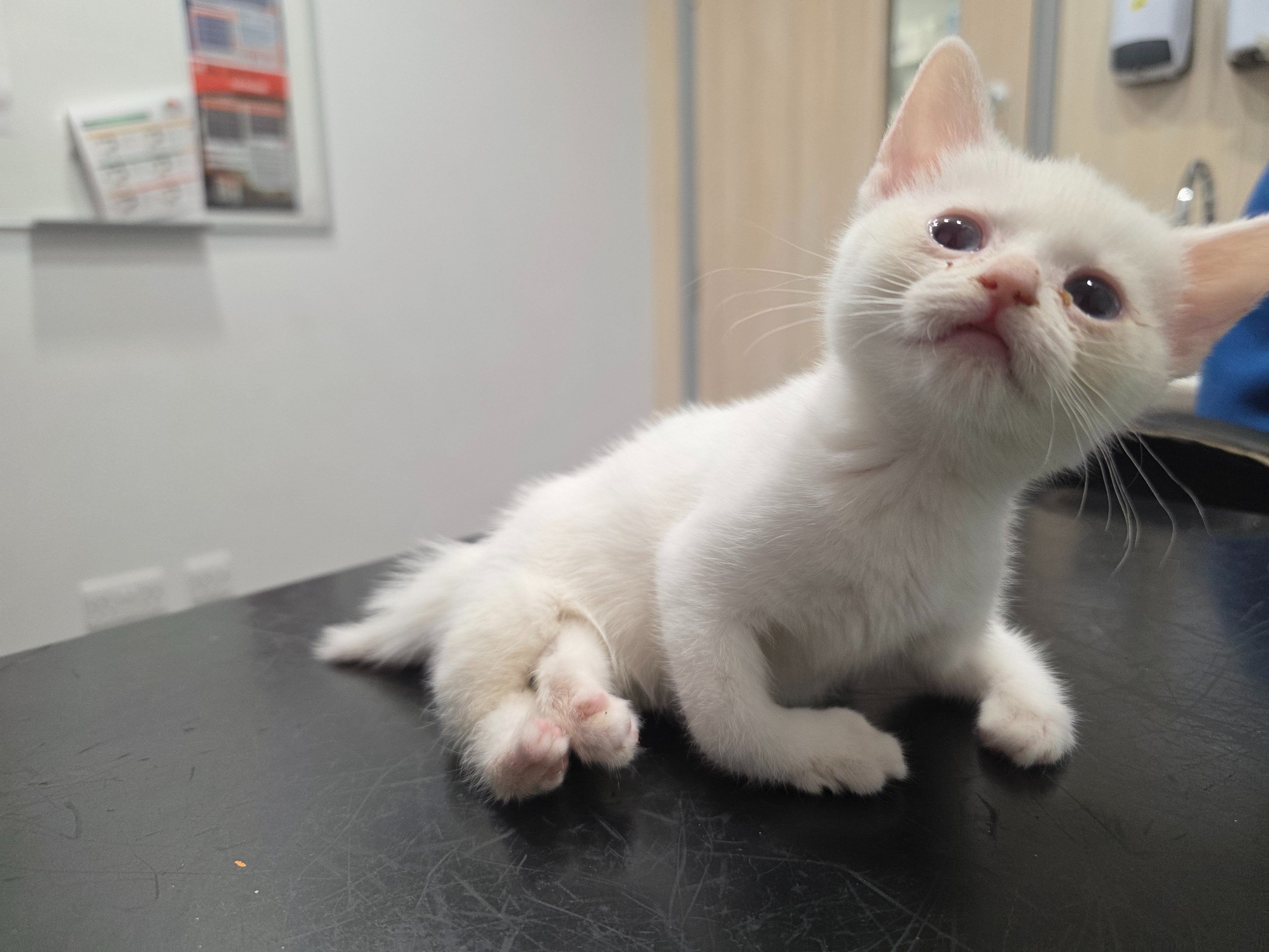 Emergency appeal: Mango & 5 wonky kittens need help campaign photo, 6 of 8