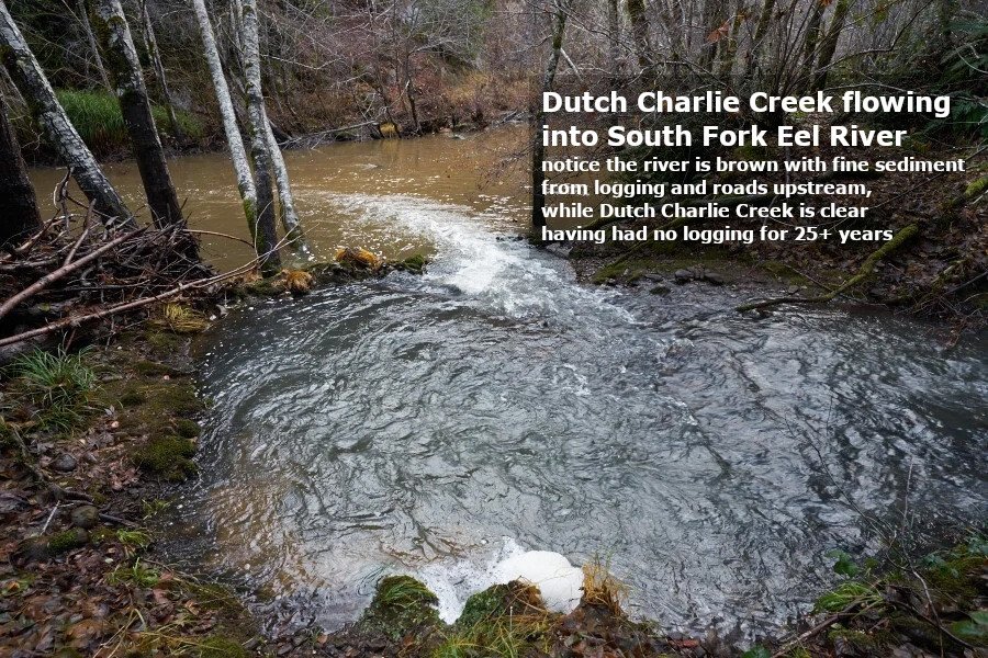 Protect the Dutch Charlie watershed campaign photo, 4 of 8