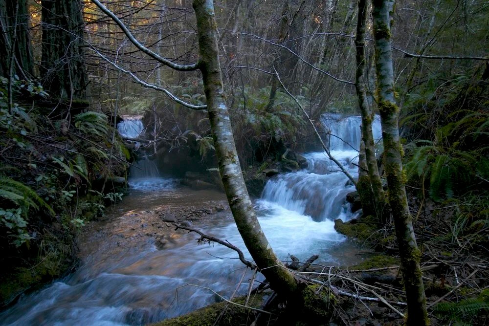 Protect the Dutch Charlie watershed campaign photo, 5 of 8