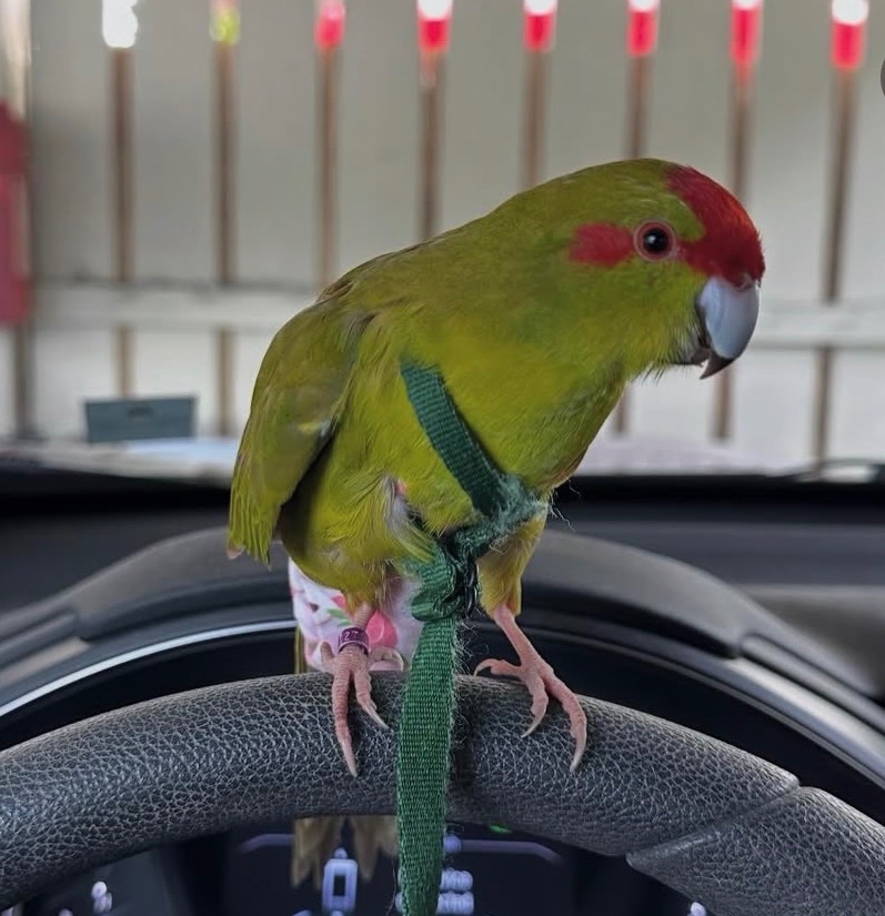 Help Vlad the Kakariki Parrot Get Surgery campaign photo, 4 of 7