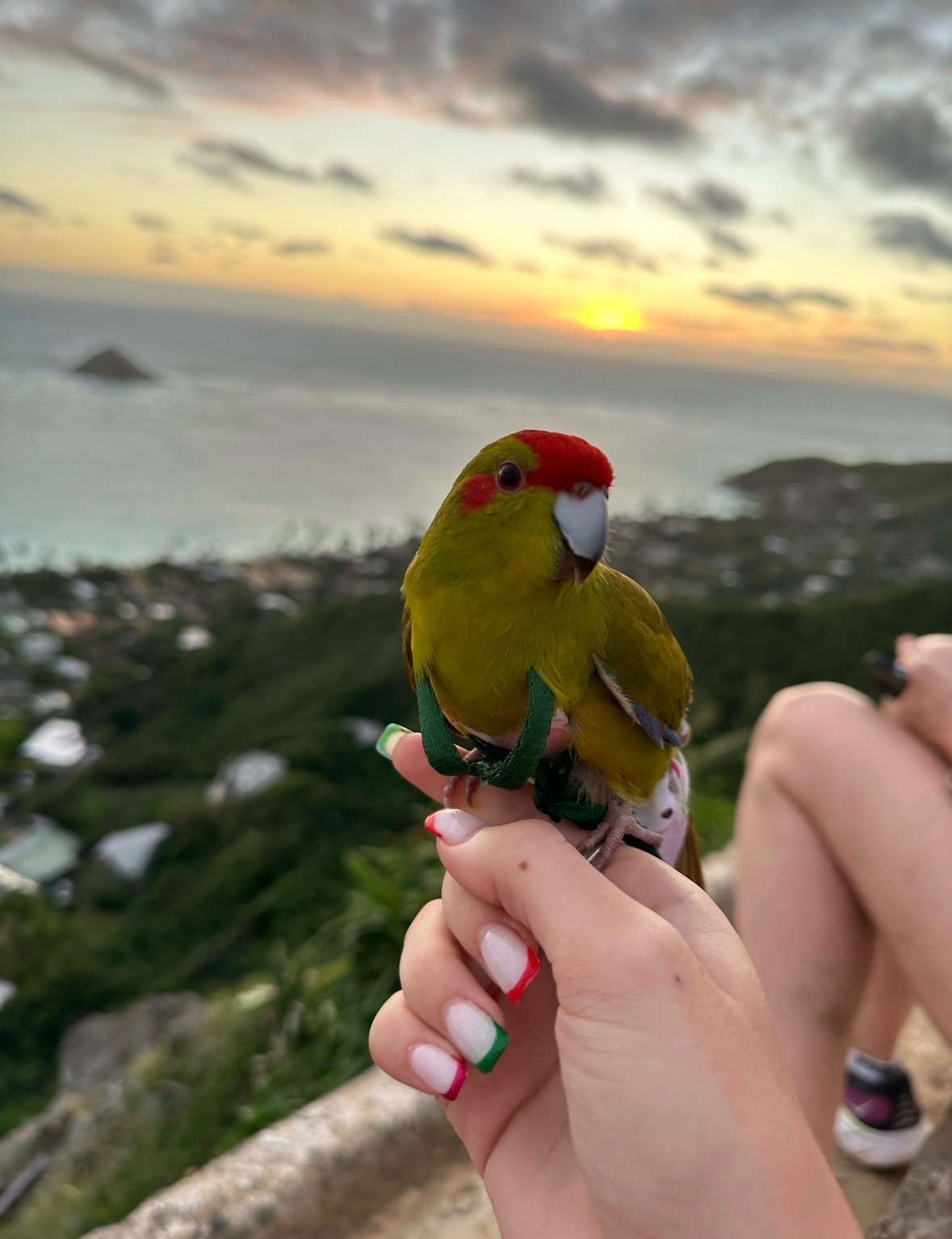 Help Vlad the Kakariki Parrot Get Surgery campaign photo, 7 of 7