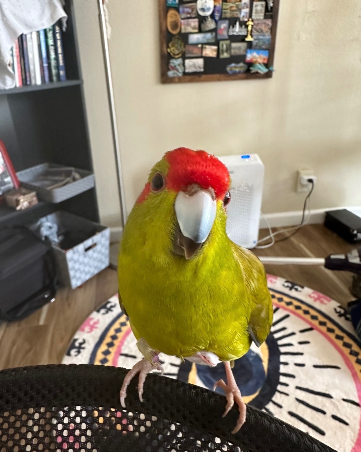 Help Vlad the Kakariki Parrot Get Surgery campaign photo, 6 of 7