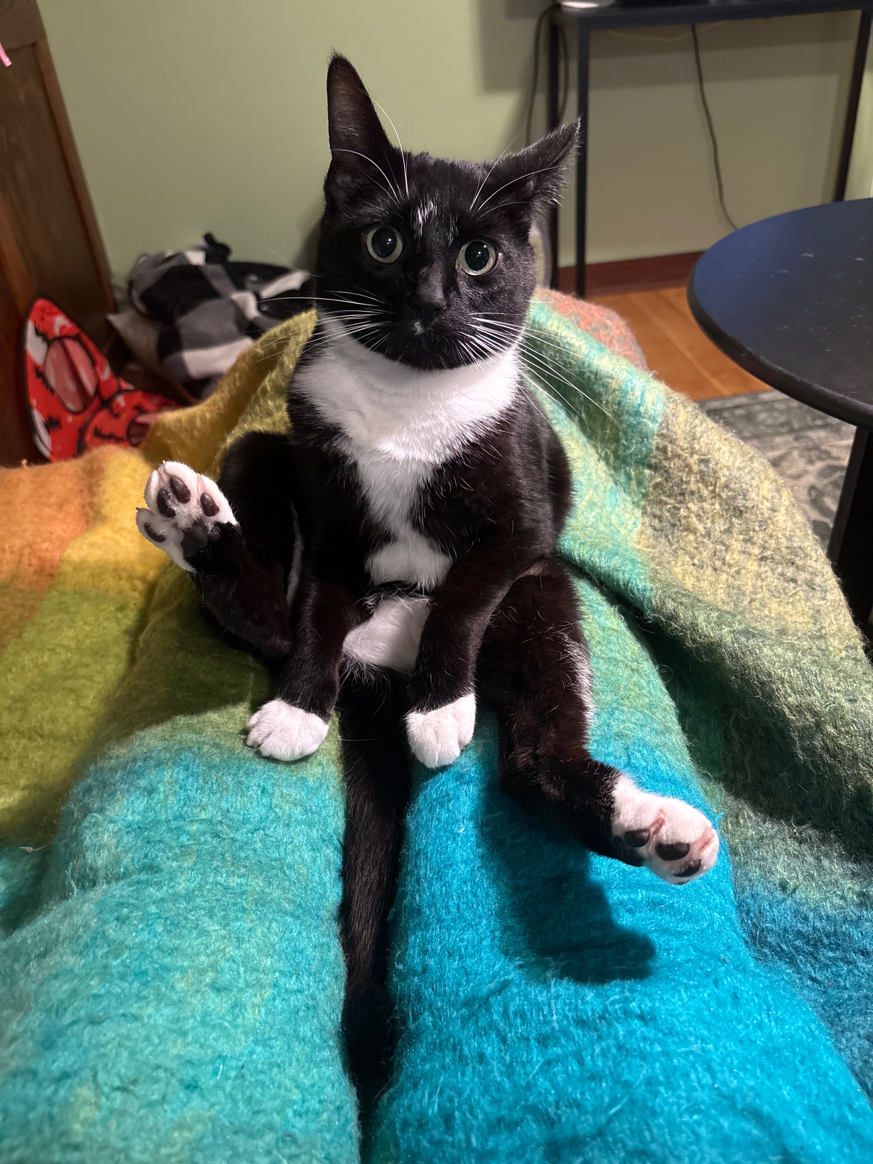 Debt due to unexpected vet expenses. campaign photo, 6 of 8