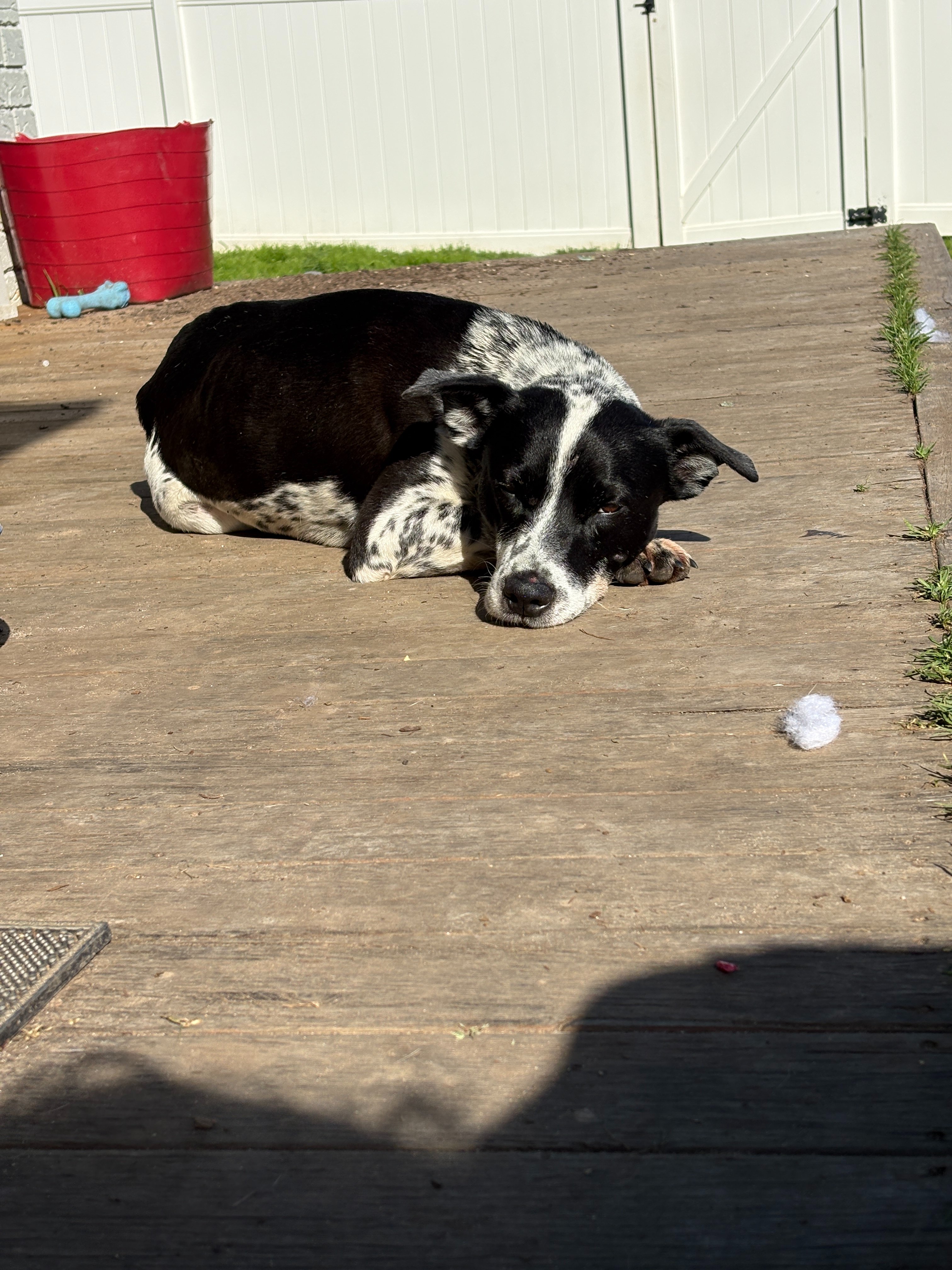 Save Duke Before He Loses His Leg. He needs us. He needs you campaign photo, 5 of 8