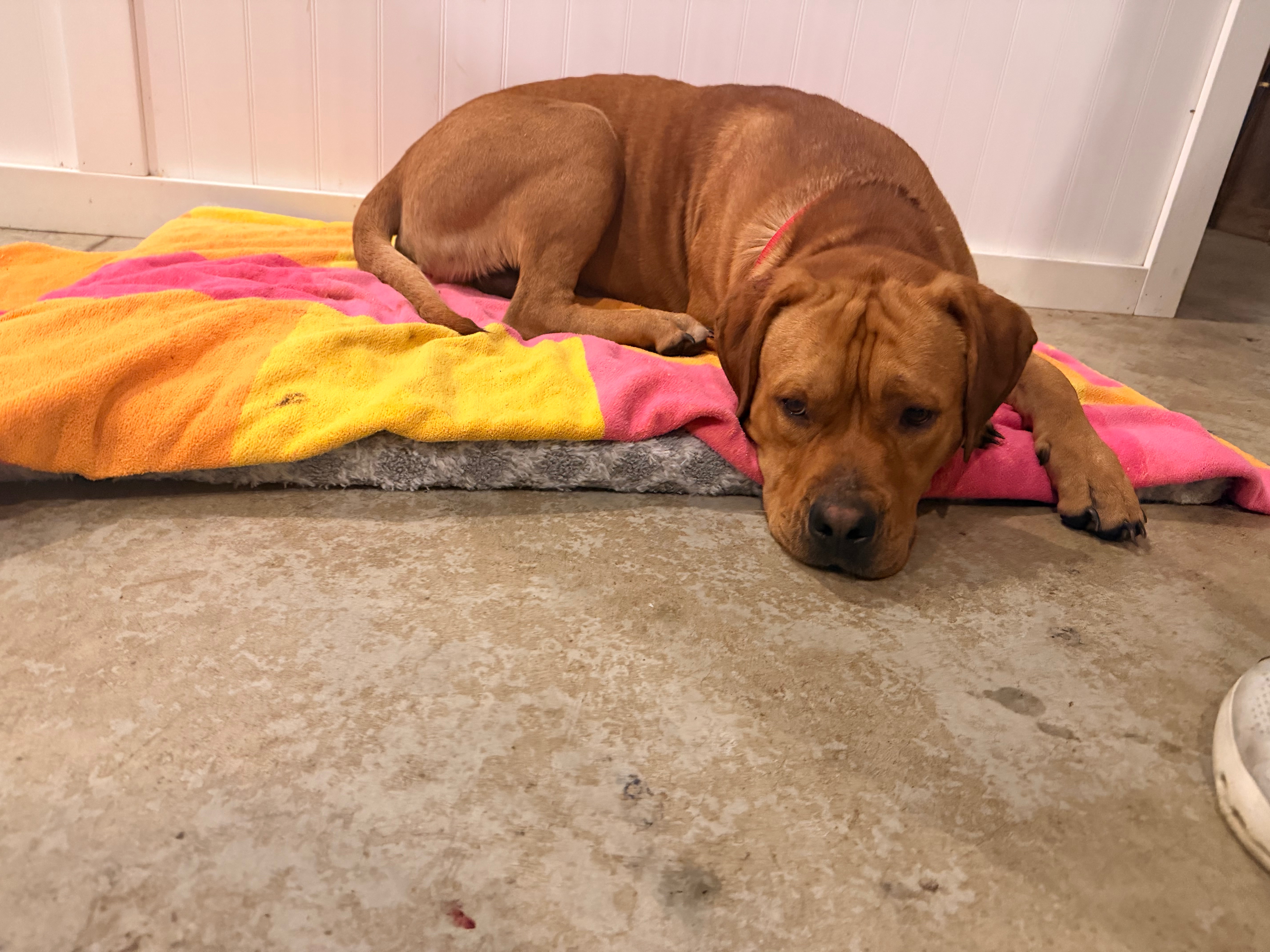 Help Red get the second chance he deserves campaign photo, 2 of 6