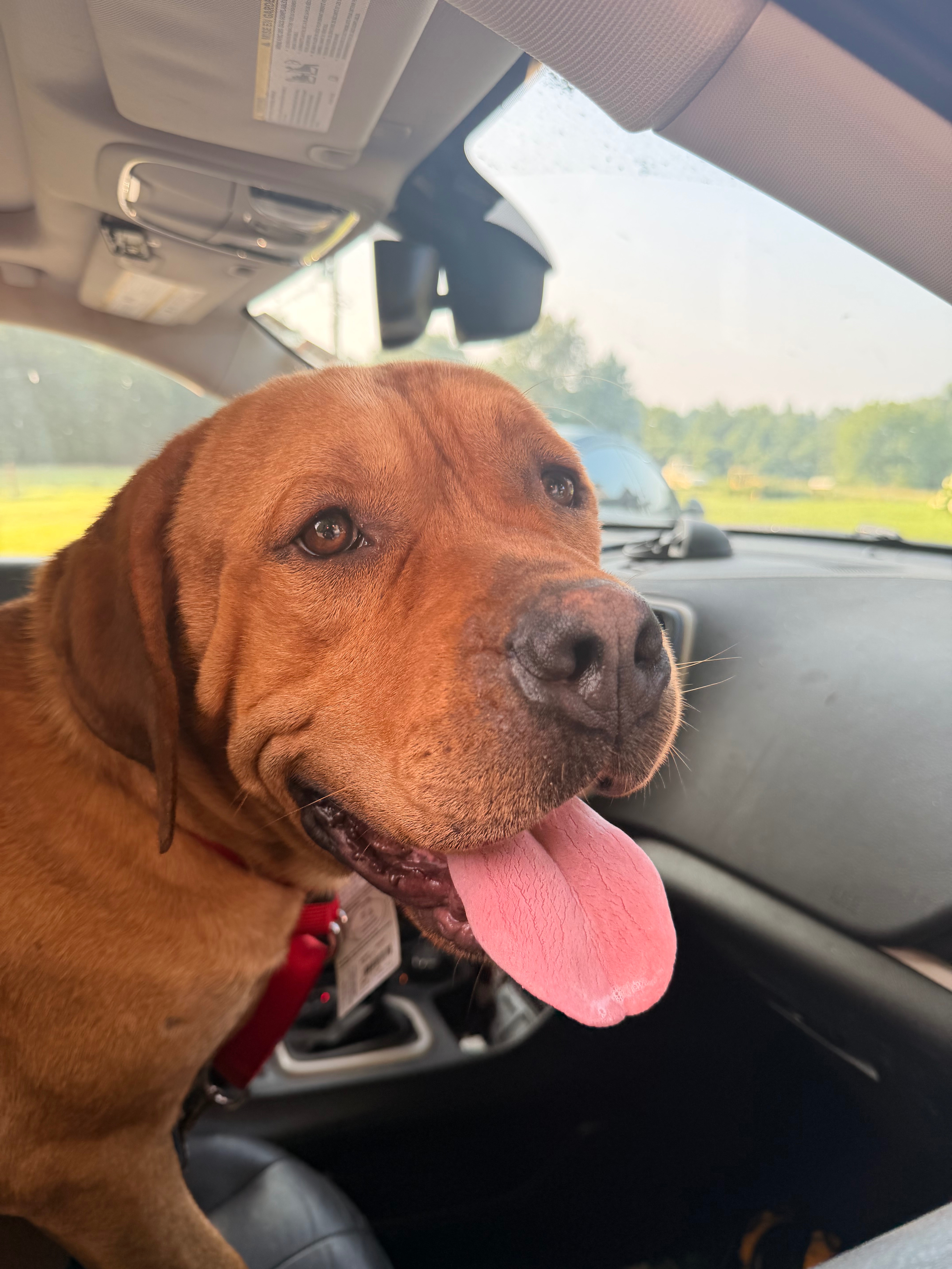Help Red get the second chance he deserves campaign photo, 4 of 6